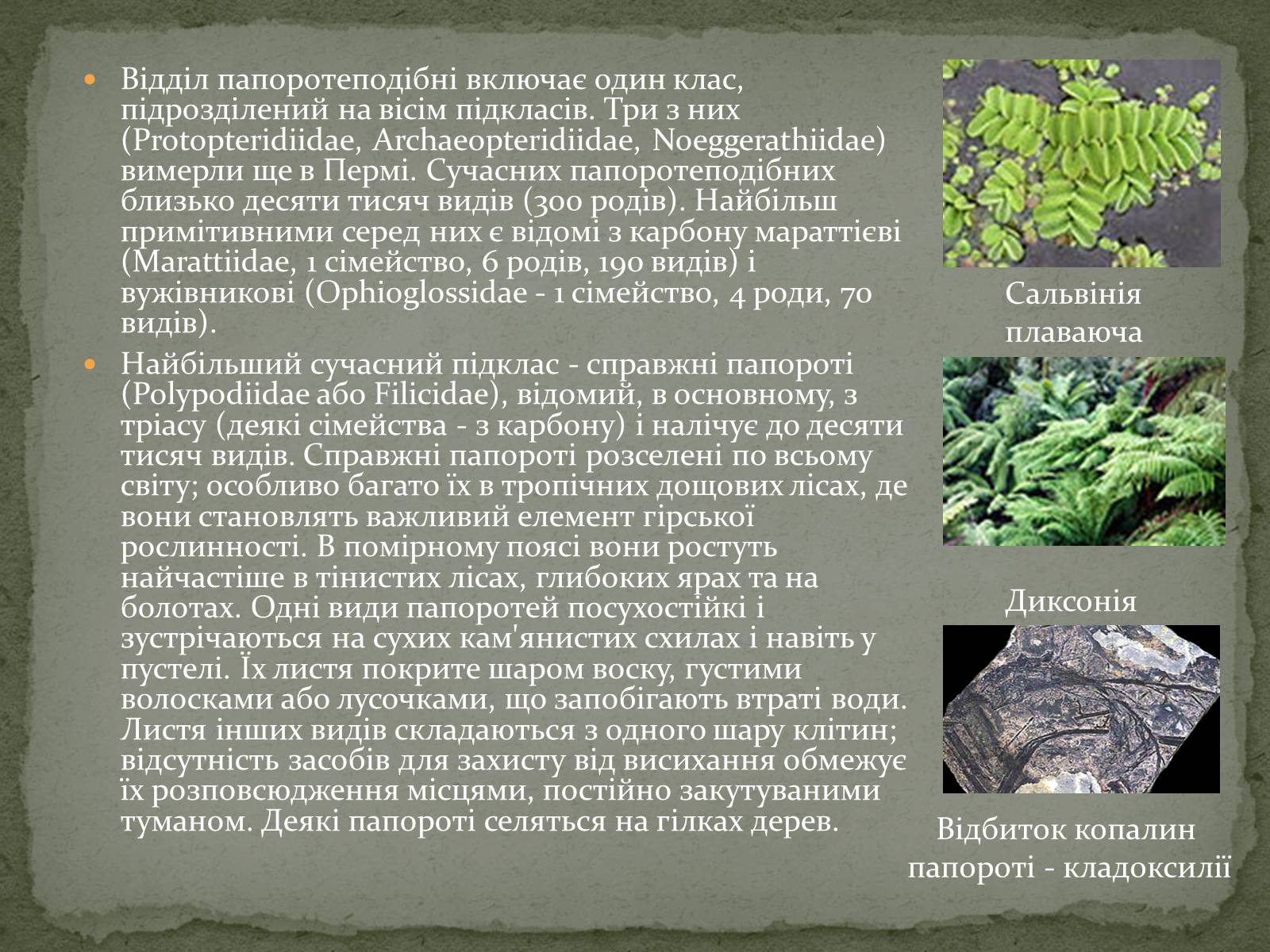 Презентація на тему «Папоротеподібні» (варіант 2) - Слайд #7