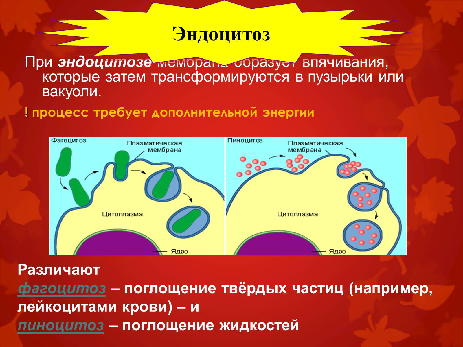 Презентація на тему «Строение клетки и её функции» - Слайд #11