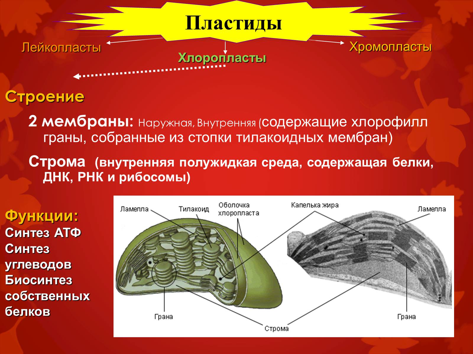 Презентація на тему «Строение клетки и её функции» - Слайд #18