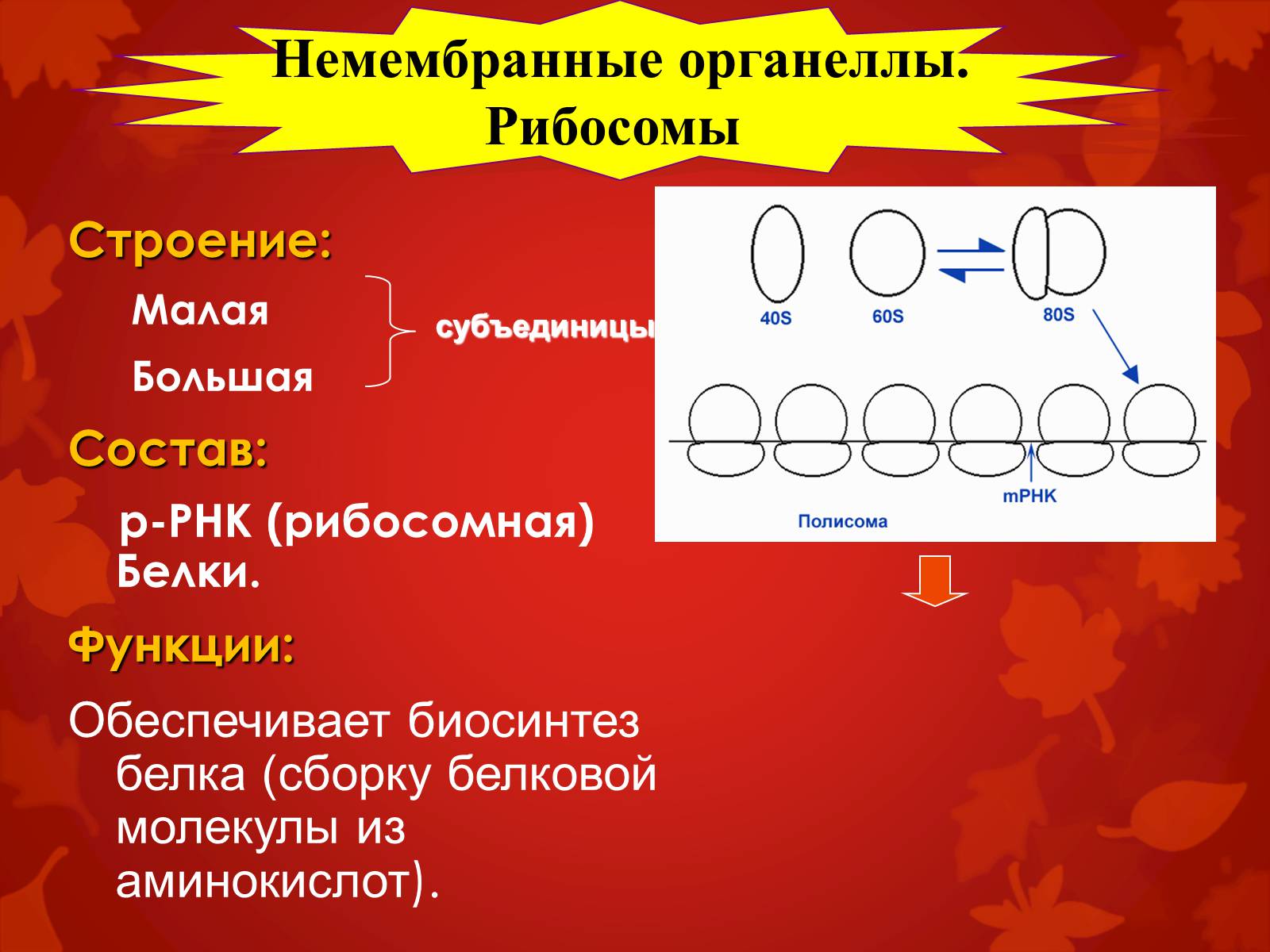 Презентація на тему «Строение клетки и её функции» - Слайд #23