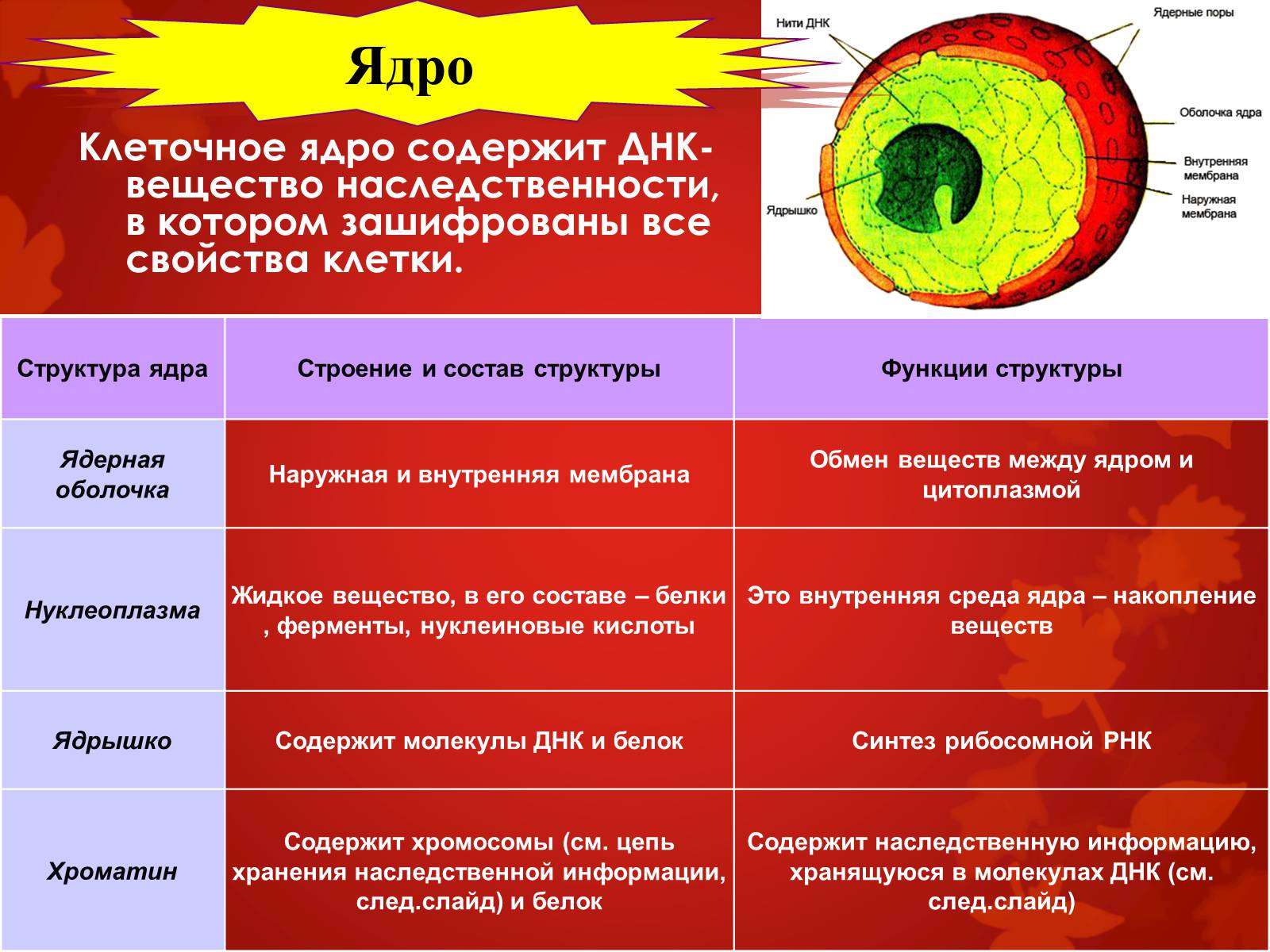 Презентація на тему «Строение клетки и её функции» - Слайд #27