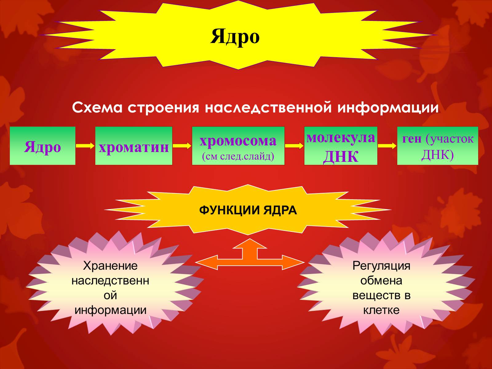 Презентація на тему «Строение клетки и её функции» - Слайд #28