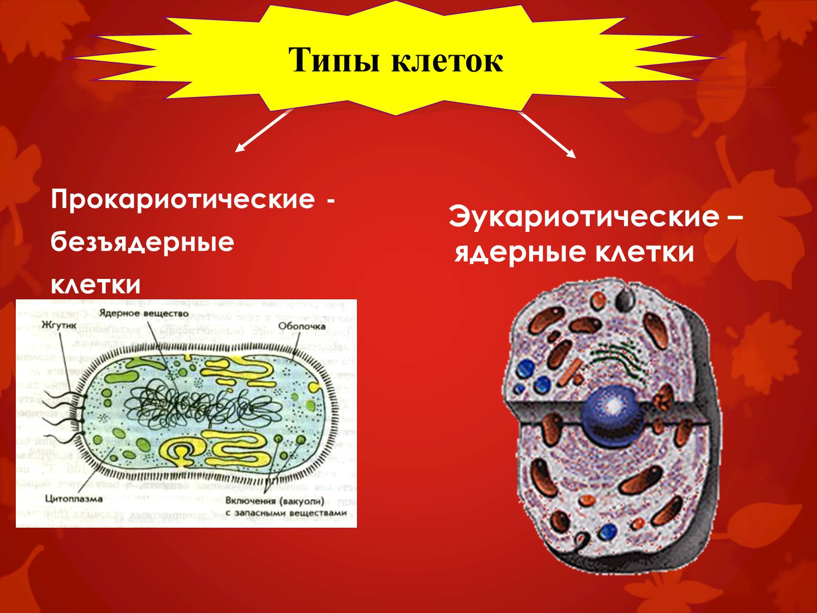 Презентація на тему «Строение клетки и её функции» - Слайд #5