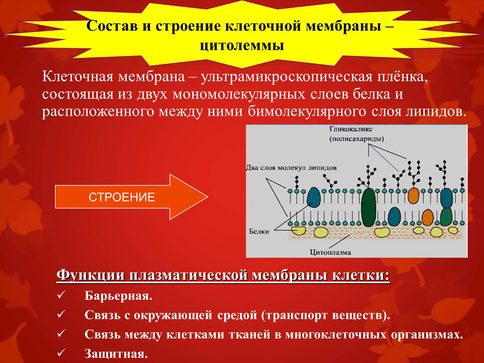 Презентація на тему «Строение клетки и её функции» - Слайд #6