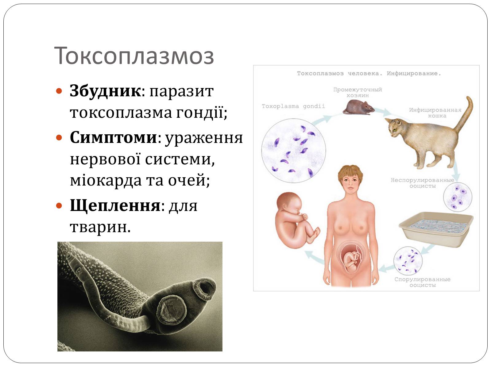 Презентація на тему «Інфекційні захворювання» (варіант 3) - Слайд #7