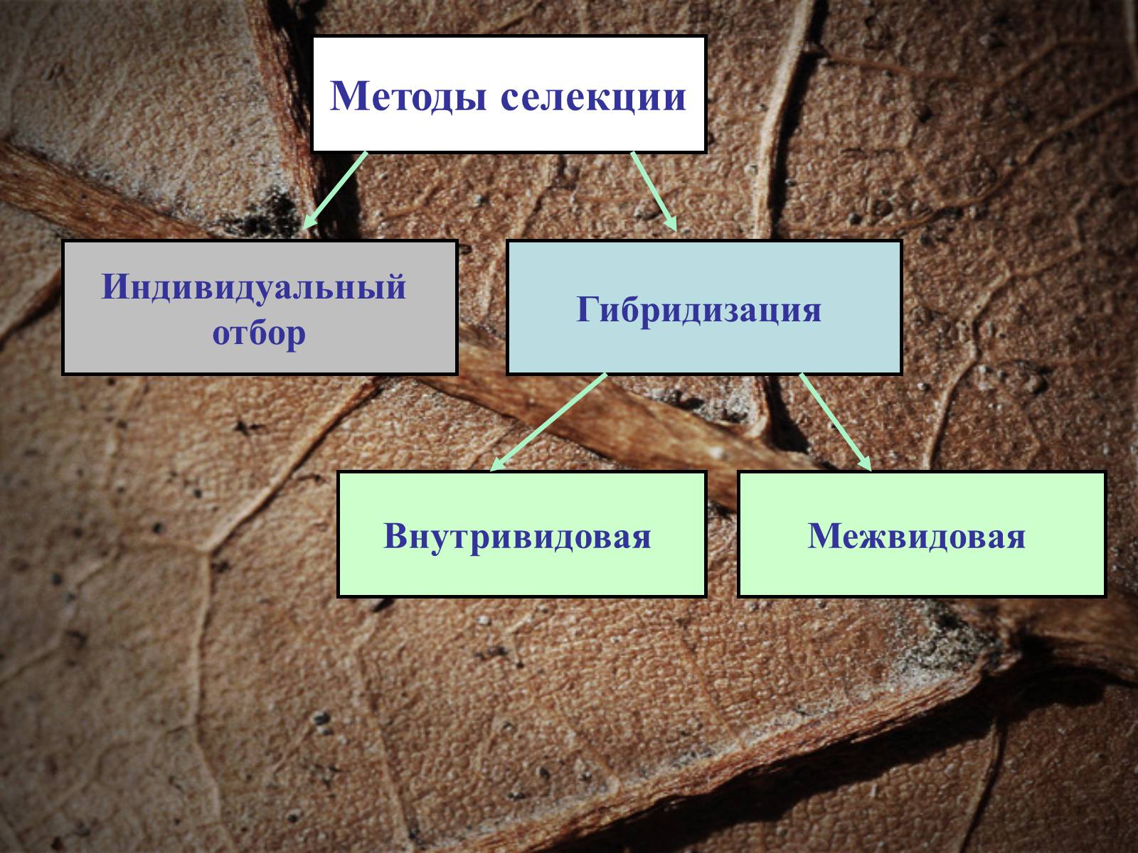 Презентація на тему «Селекция животных» (варіант 2) - Слайд #6