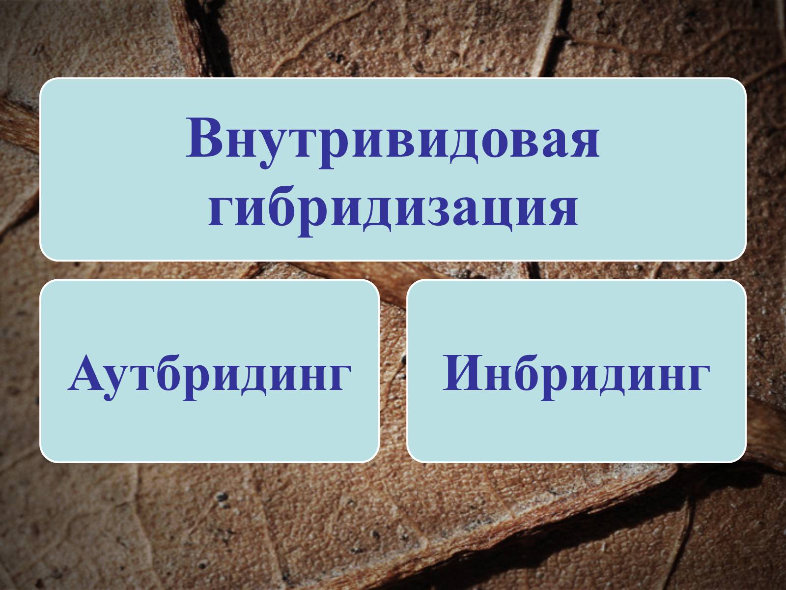 Презентація на тему «Селекция животных» (варіант 2) - Слайд #7