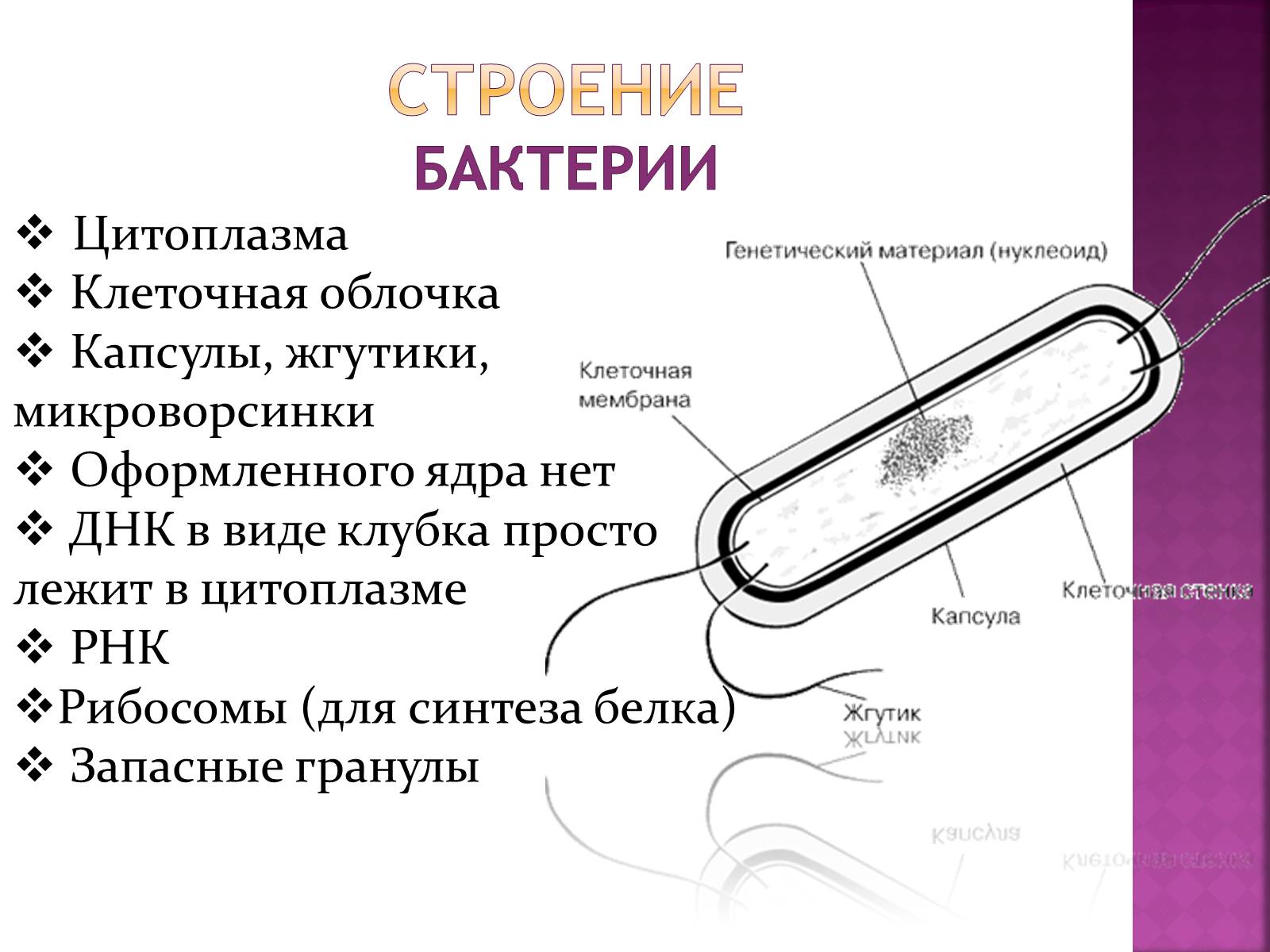 Презентація на тему «Симптоматика вирусных и бактериальных заболеваний» - Слайд #4