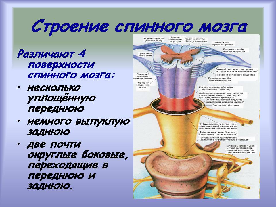 Презентація на тему «Центральная нервная система» - Слайд #14