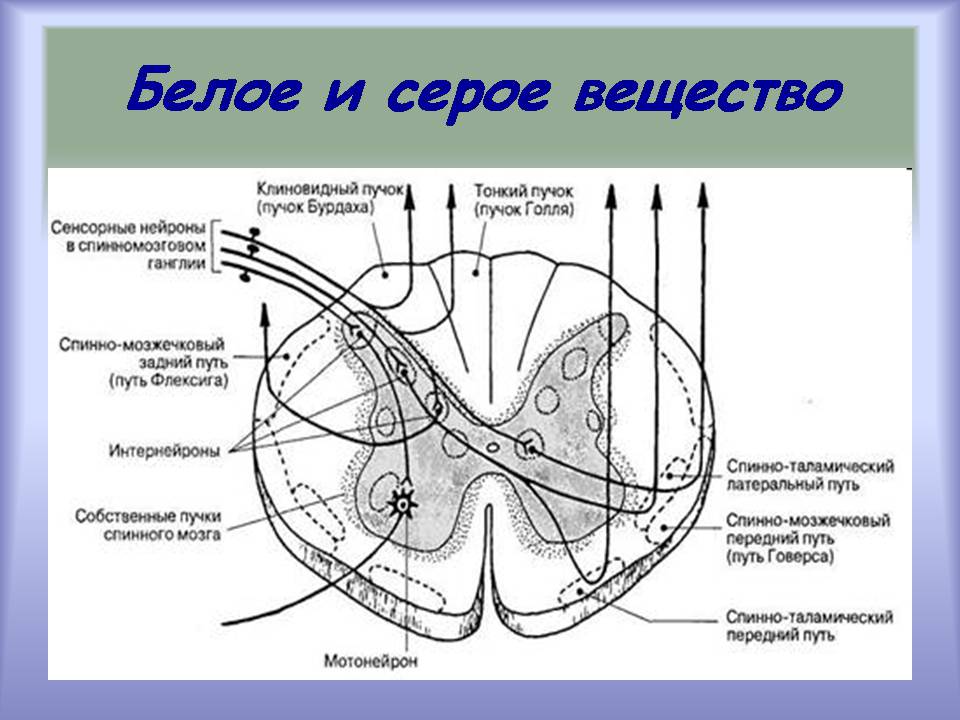 Презентація на тему «Центральная нервная система» - Слайд #15