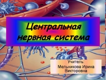 Презентація на тему «Центральная нервная система»