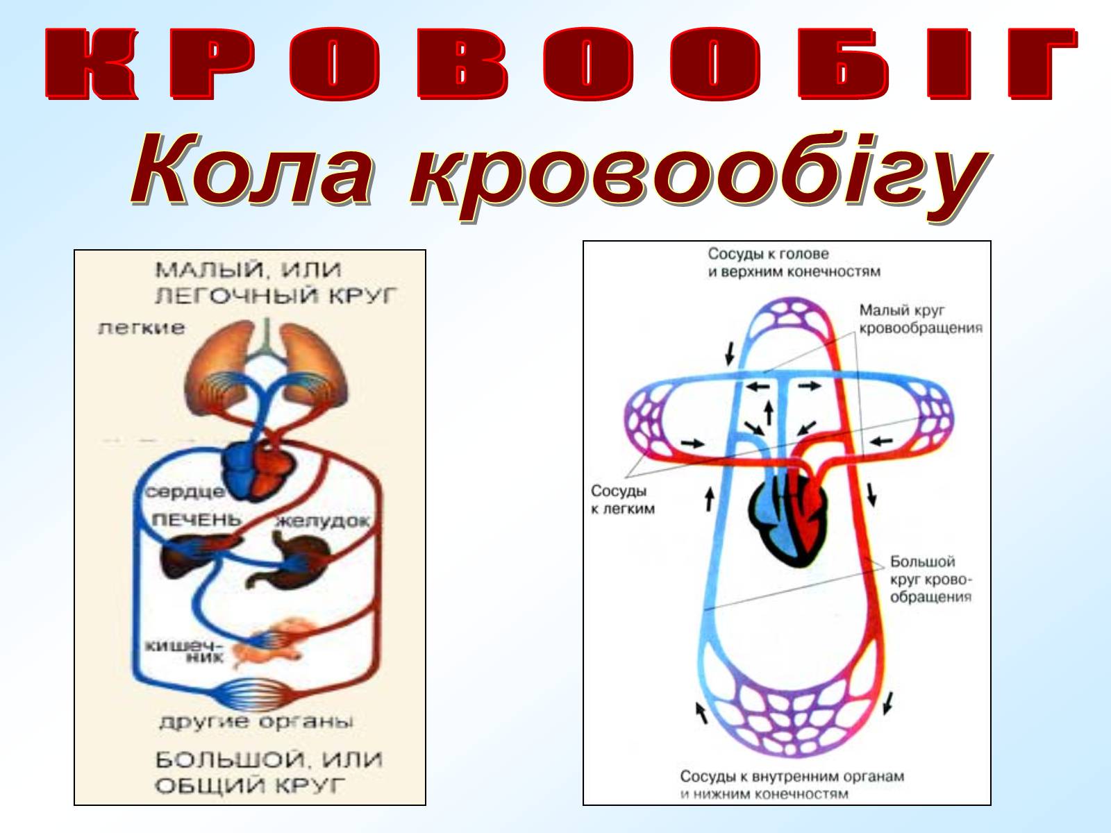 Презентація на тему «Кровообіг» - Слайд #17