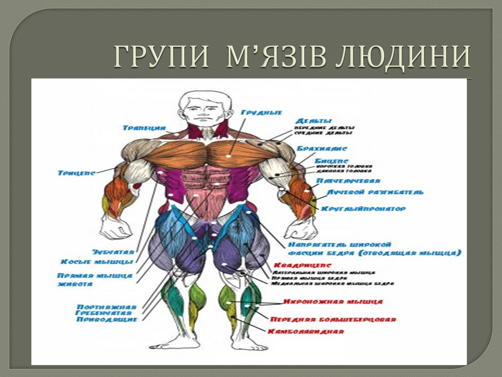 Презентація на тему «Будова Скелету» - Слайд #13