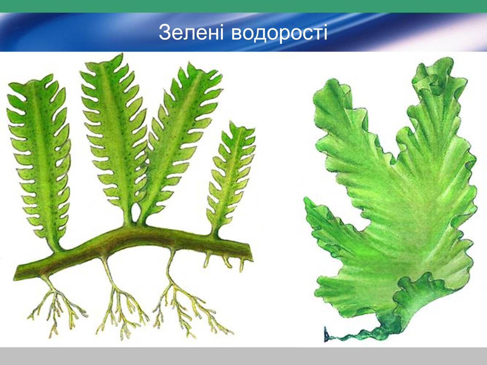Презентація на тему «Водорості» (варіант 3) - Слайд #9