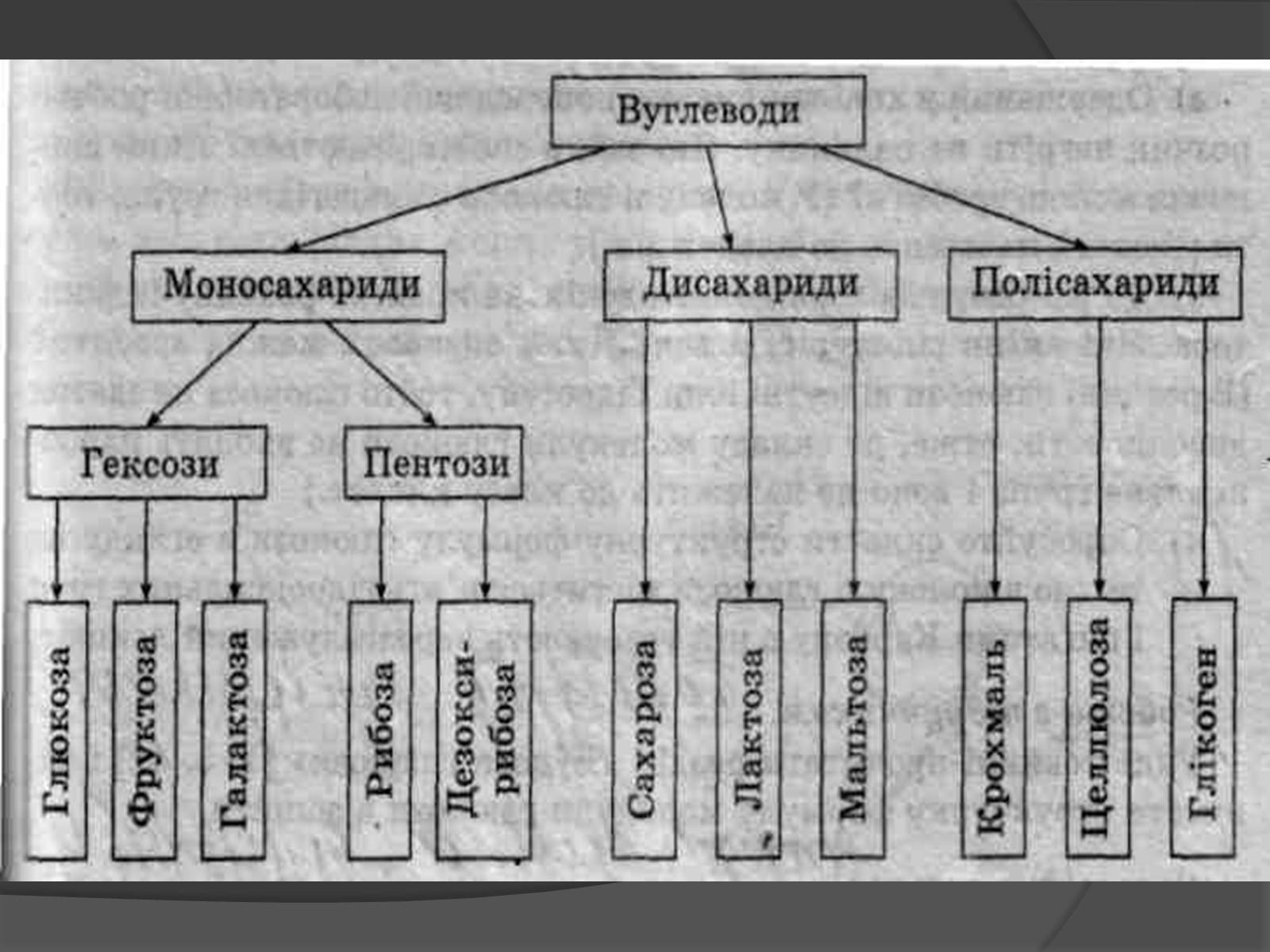 Презентація на тему «Білки, жири, вуглеводи» (варіант 3) - Слайд #16