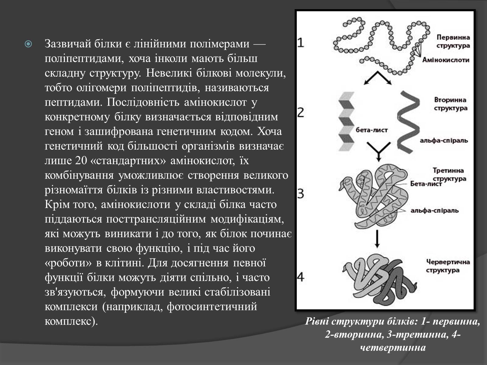 Презентація на тему «Білки, жири, вуглеводи» (варіант 3) - Слайд #4