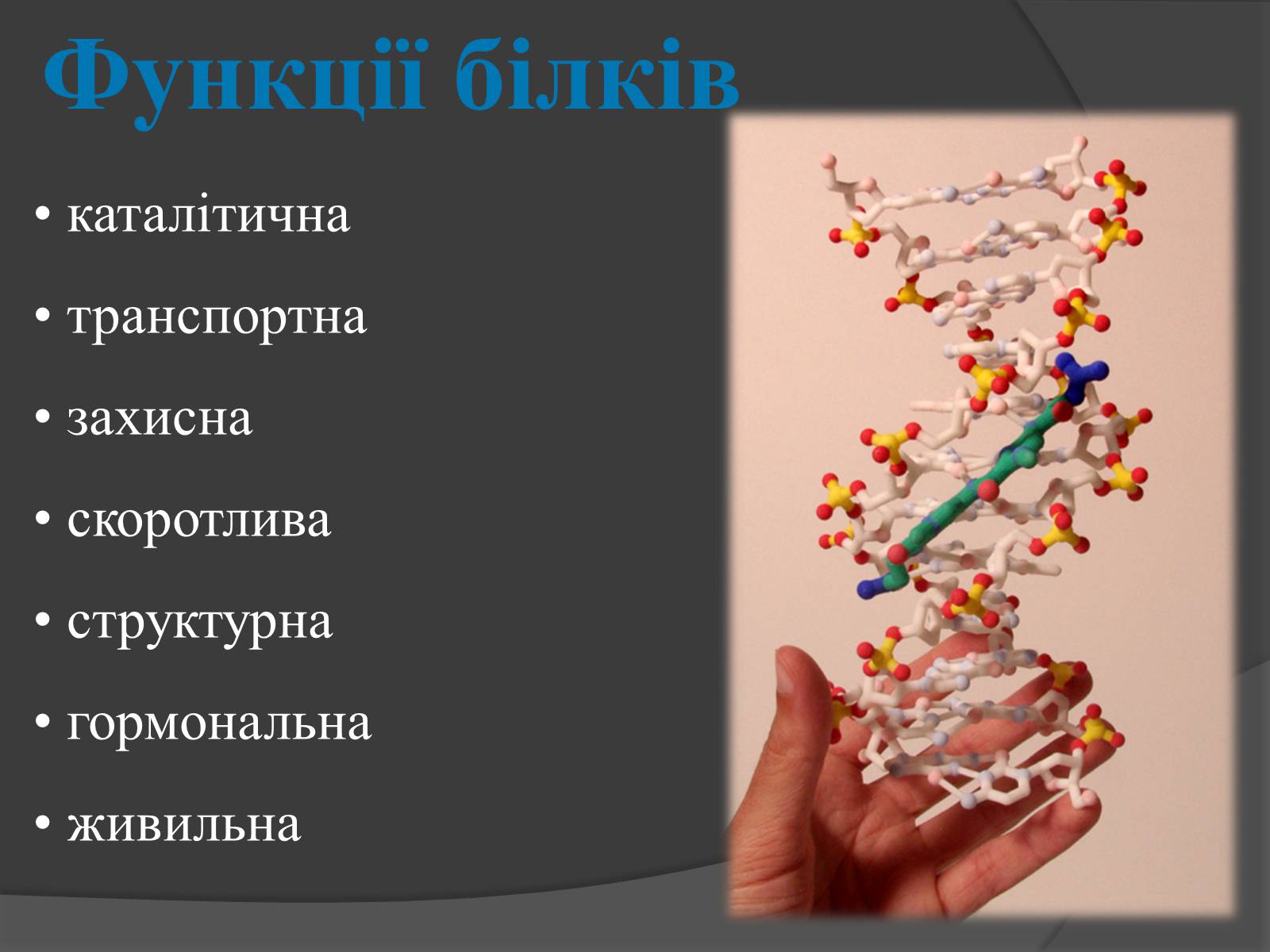 Презентація на тему «Білки, жири, вуглеводи» (варіант 3) - Слайд #5