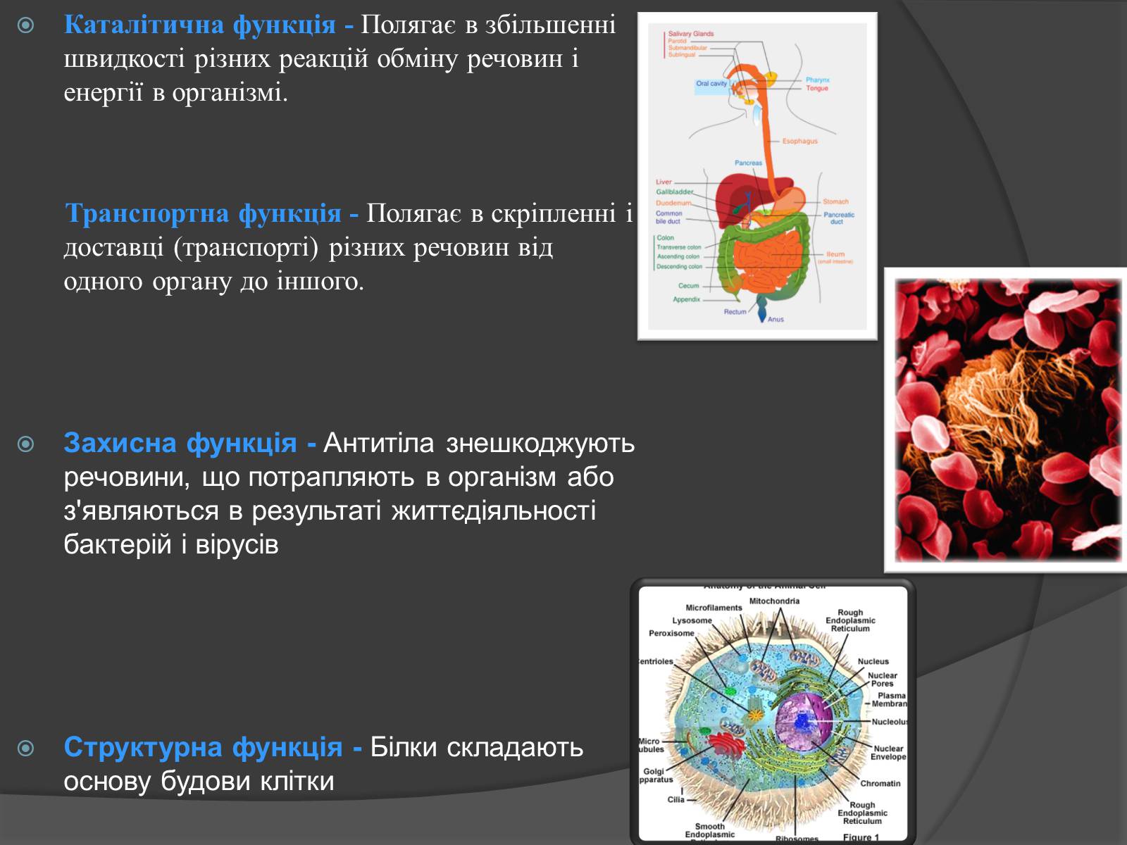 Презентація на тему «Білки, жири, вуглеводи» (варіант 3) - Слайд #6