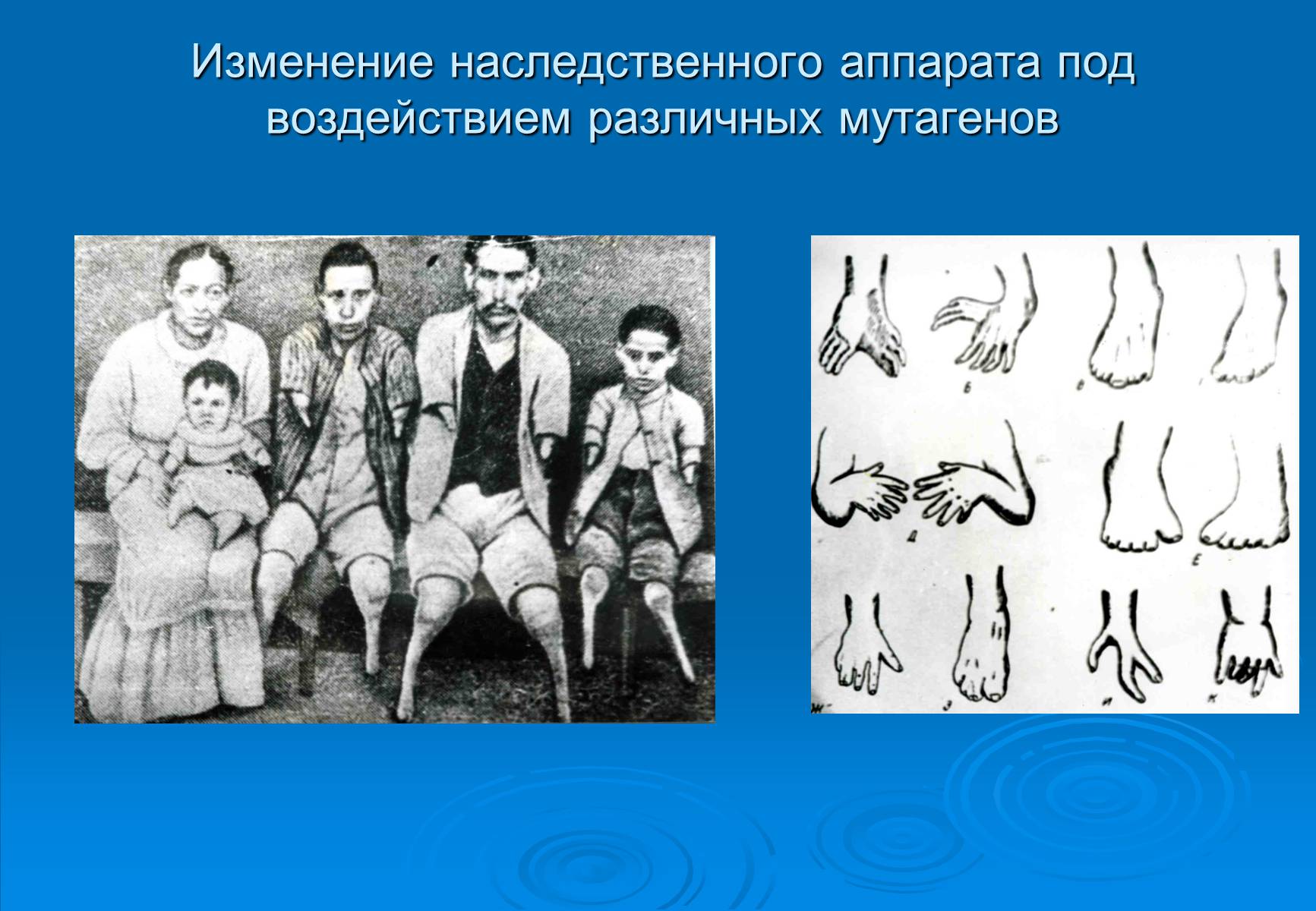 Презентація на тему «Онтогенез» (варіант 5) - Слайд #9