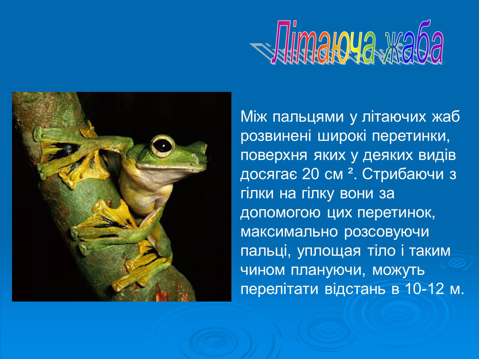 Презентація на тему «Різноманітність земноводних» (варіант 2) - Слайд #10