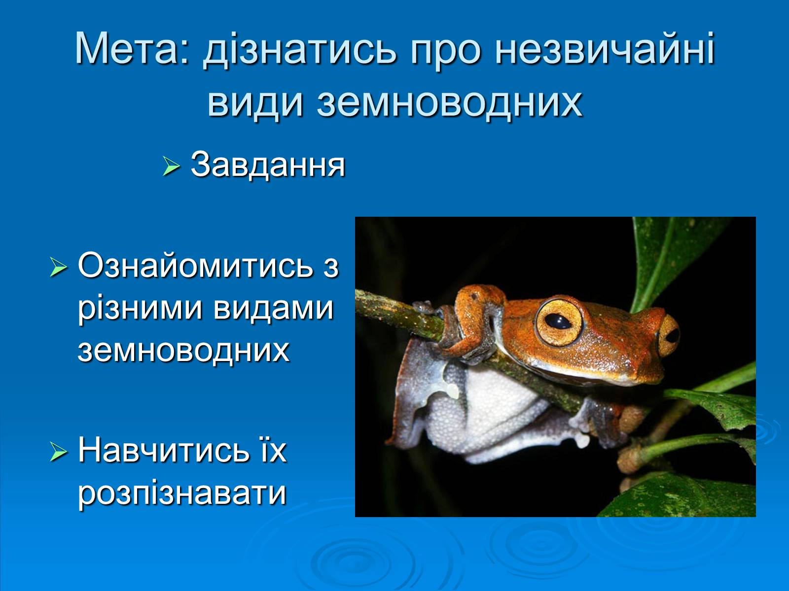 Презентація на тему «Різноманітність земноводних» (варіант 2) - Слайд #2