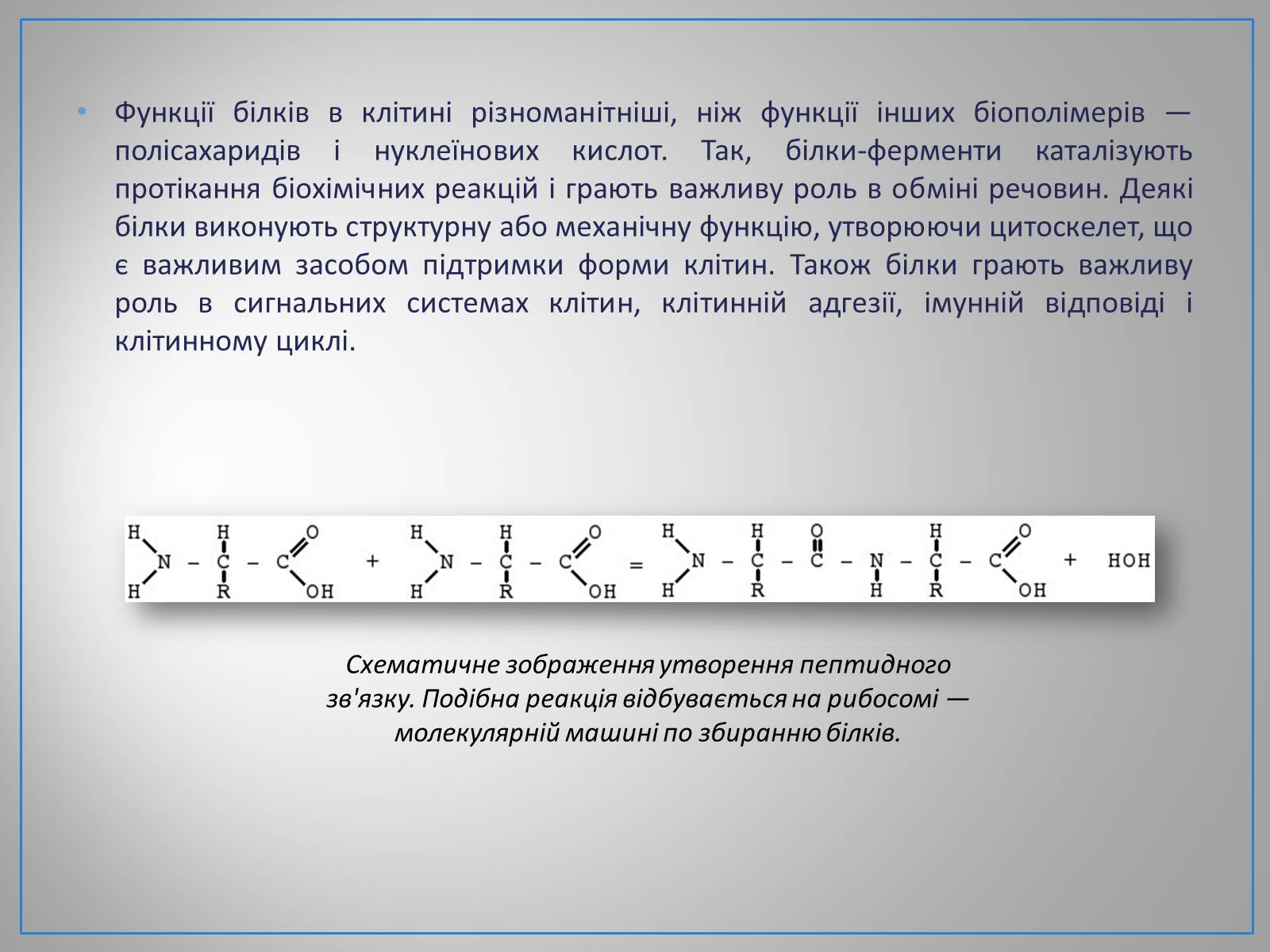 Презентація на тему «Білки, жири, вуглеводи» (варіант 2) - Слайд #4