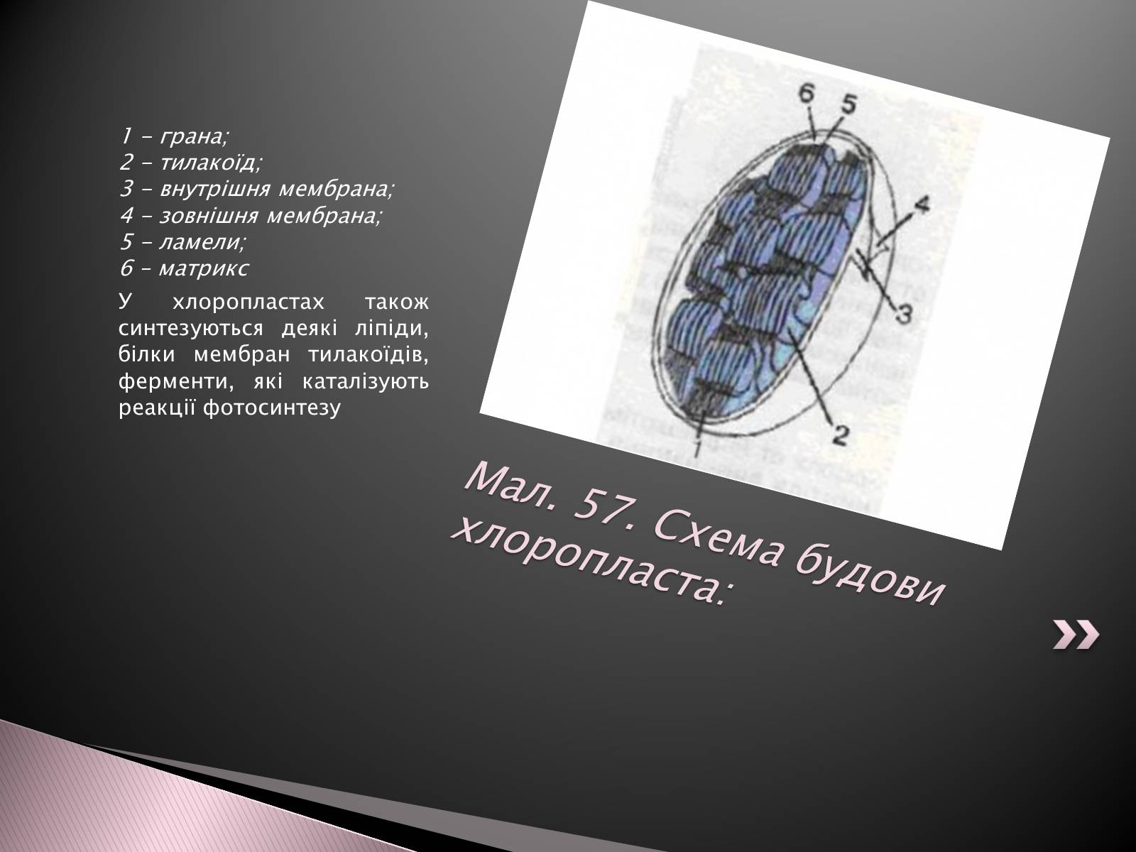 Презентація на тему «Двомембранні органели» (варіант 1) - Слайд #12