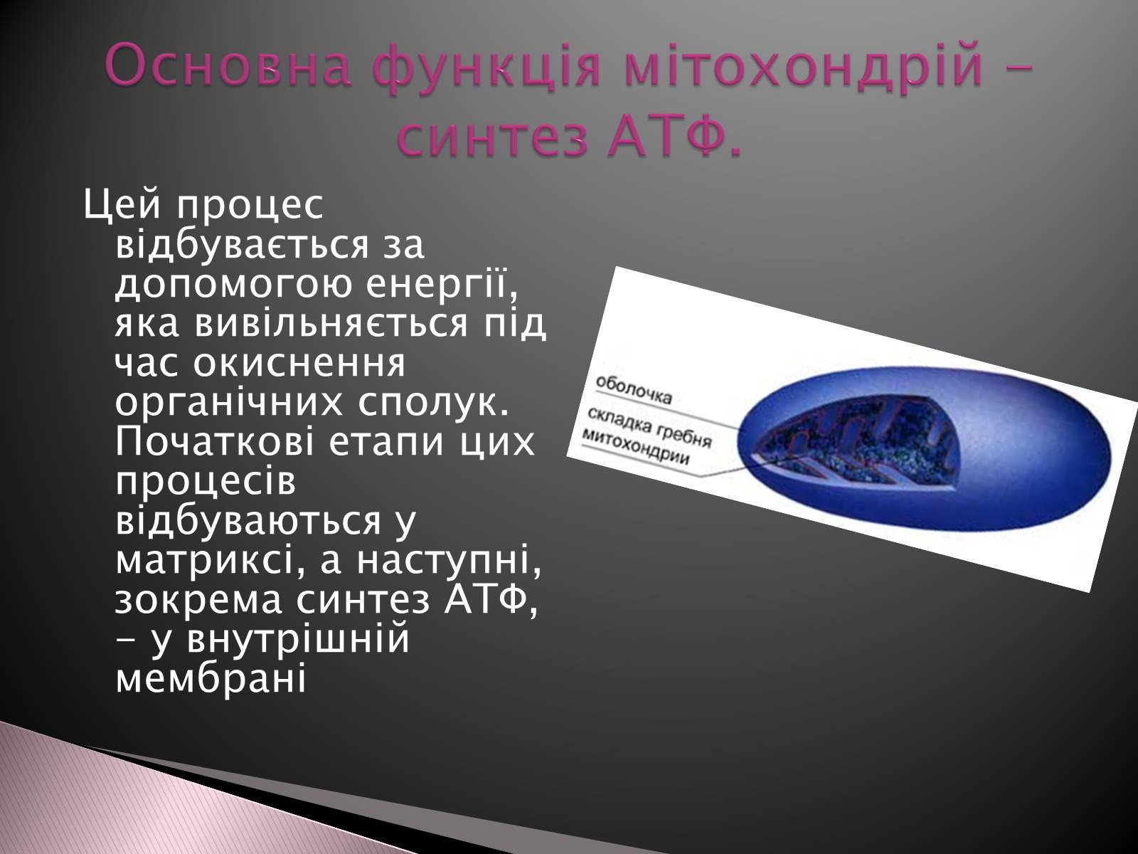 Презентація на тему «Двомембранні органели» (варіант 1) - Слайд #7