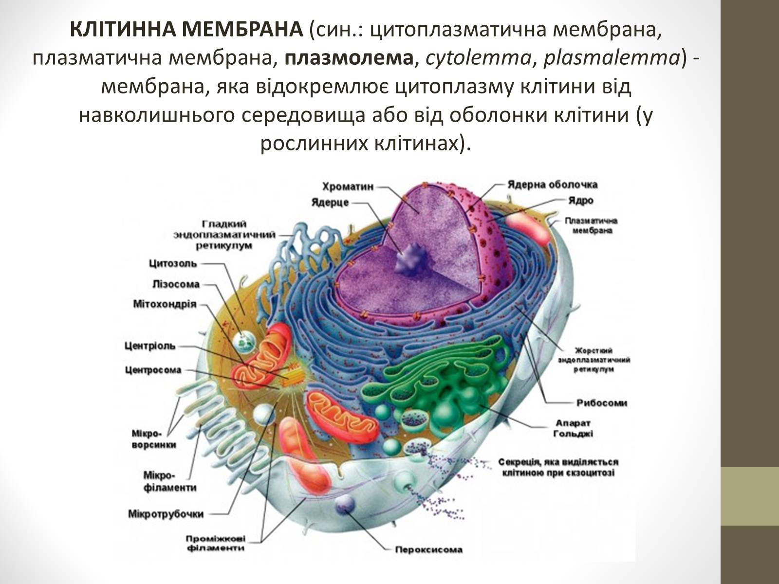 Презентація на тему «Мембрана» - Слайд #2