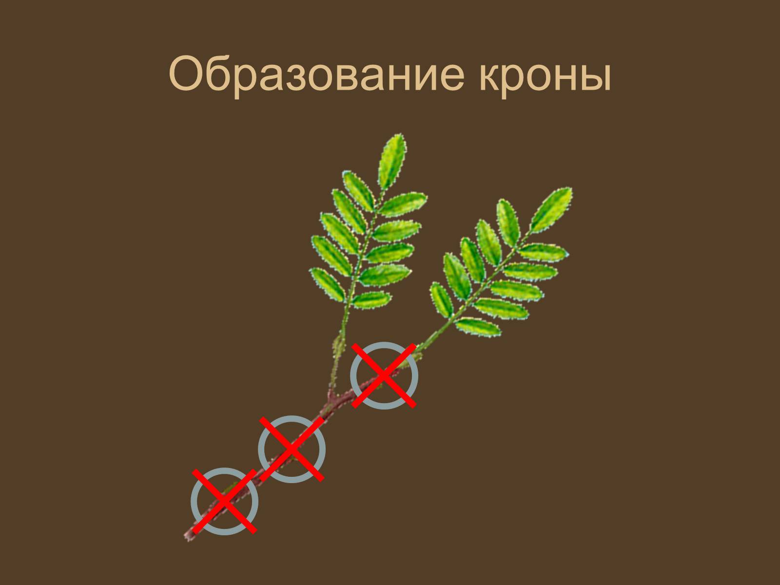 Презентація на тему «Строение и развитие почек на побегах» - Слайд #10