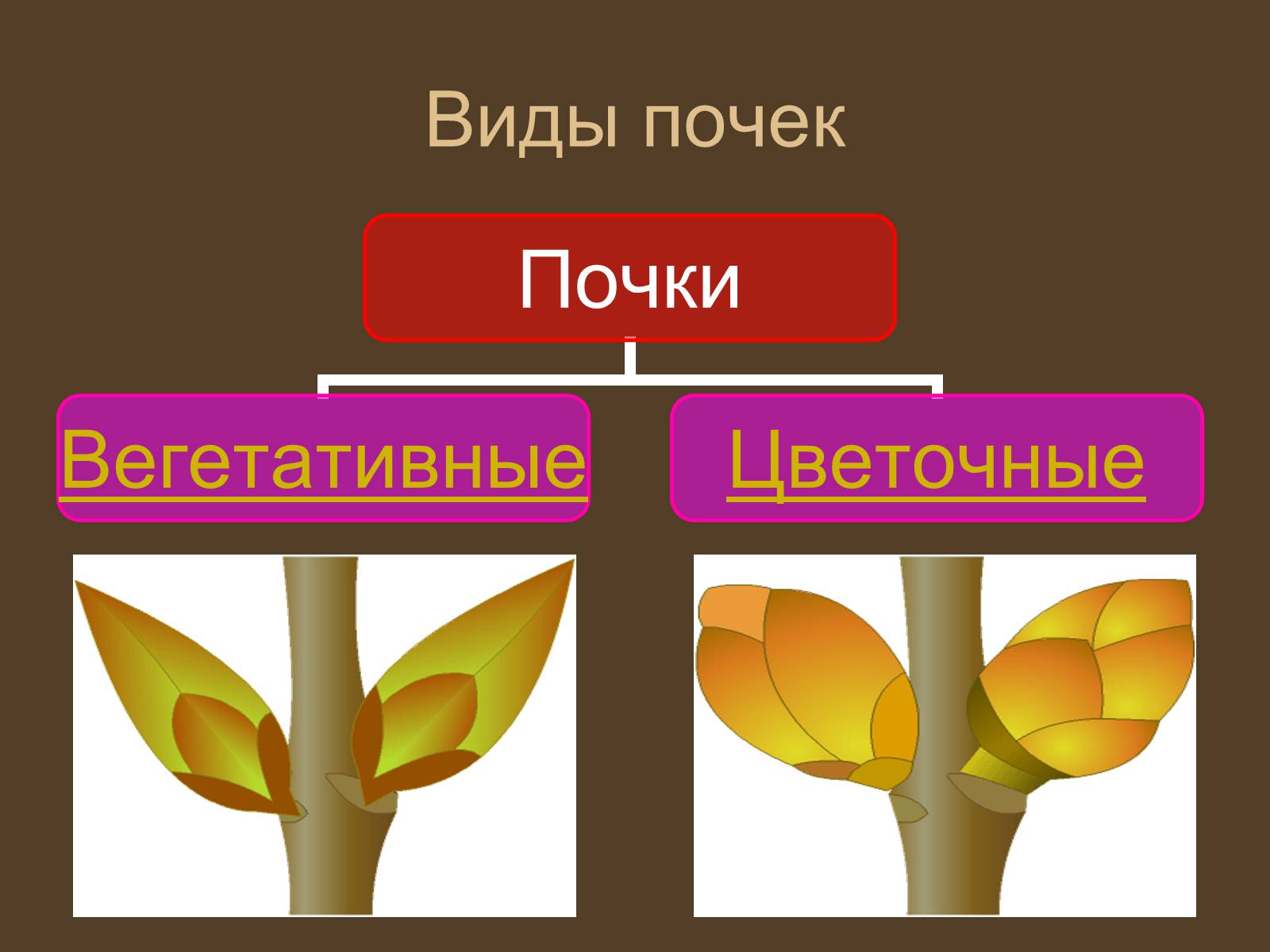 Презентація на тему «Строение и развитие почек на побегах» - Слайд #12