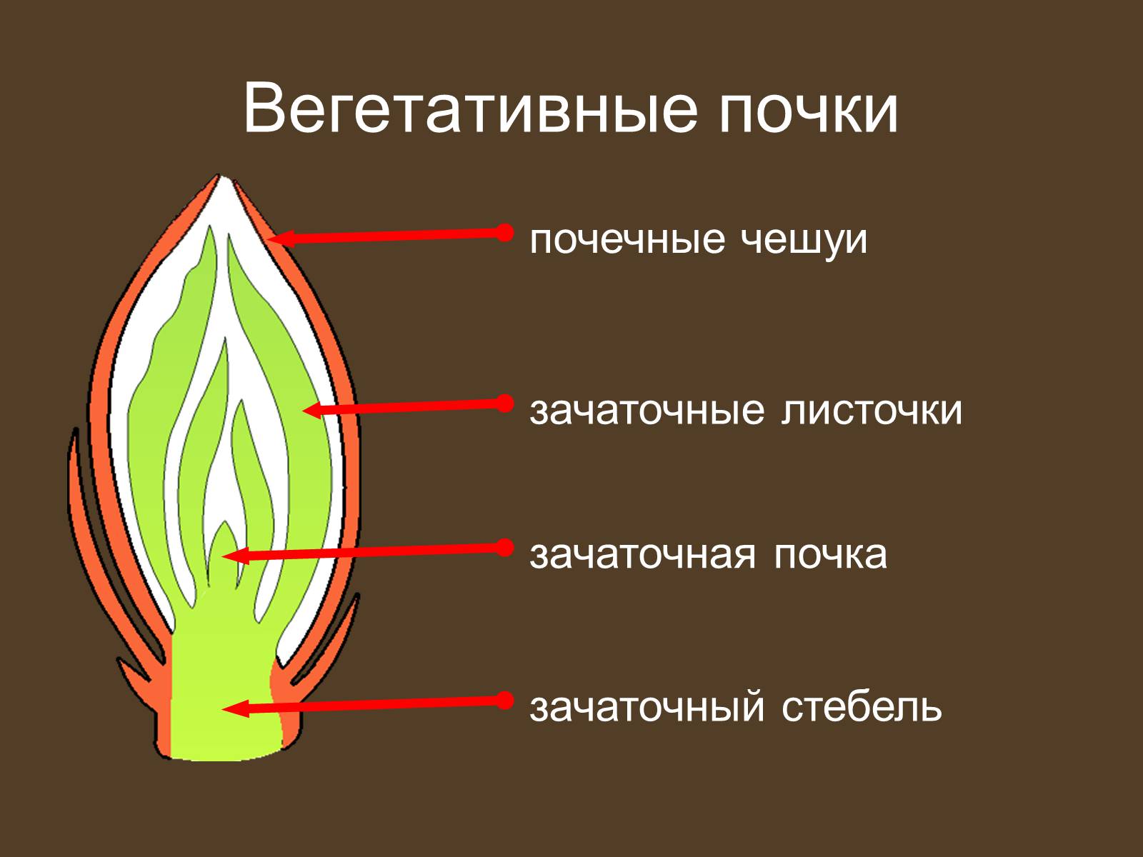 Презентація на тему «Строение и развитие почек на побегах» - Слайд #17