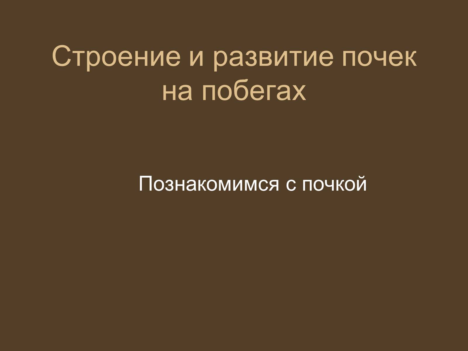 Презентація на тему «Строение и развитие почек на побегах» - Слайд #3