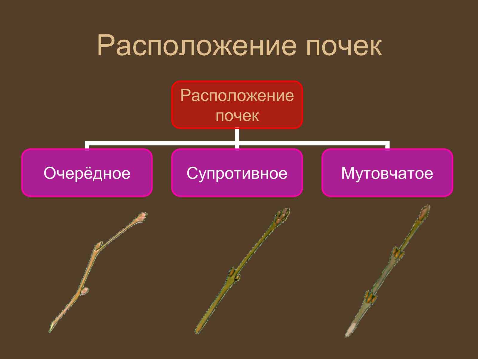 Презентація на тему «Строение и развитие почек на побегах» - Слайд #8