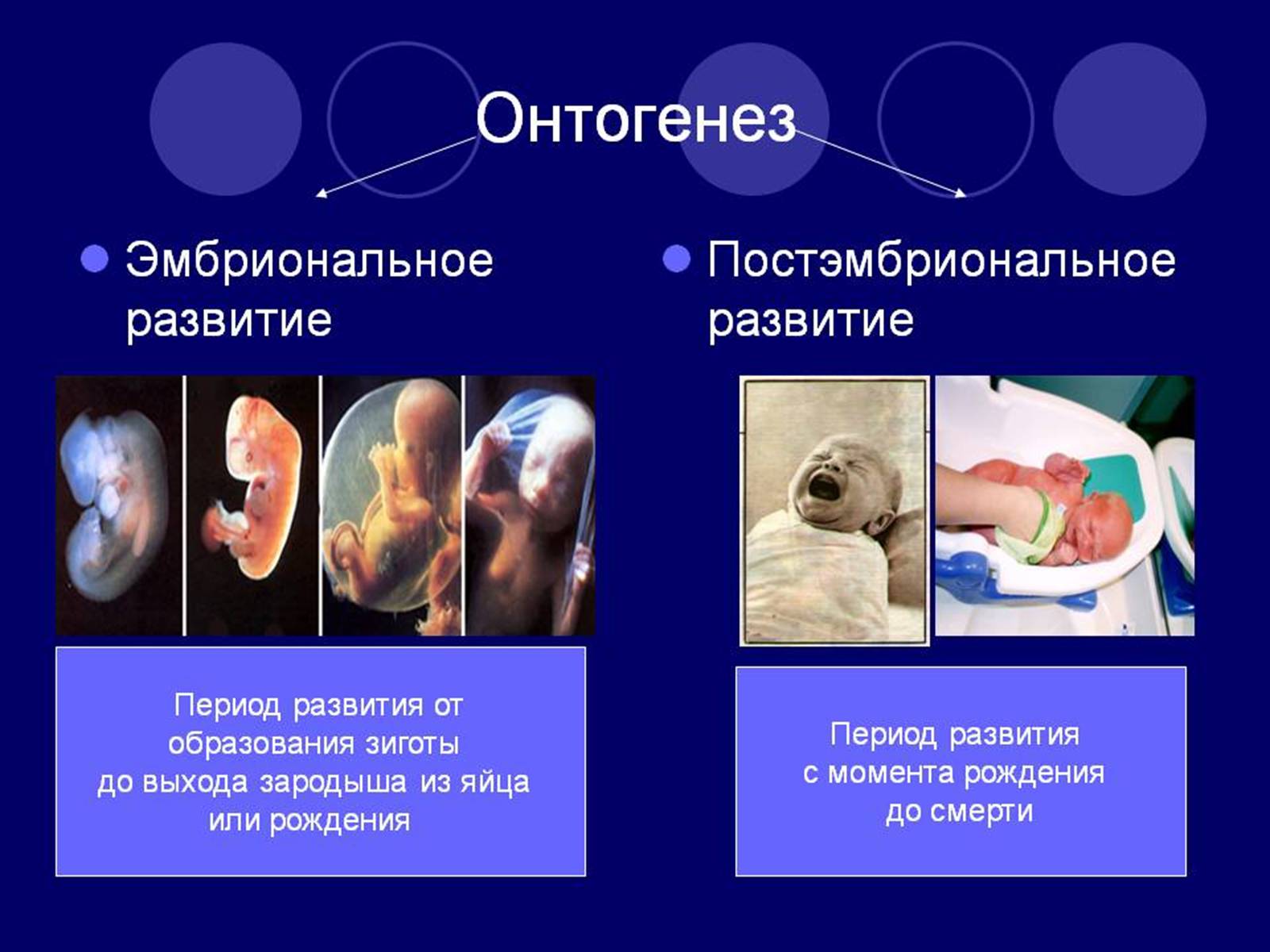 Презентація на тему «Онтогенез» (варіант 3) - Слайд #3