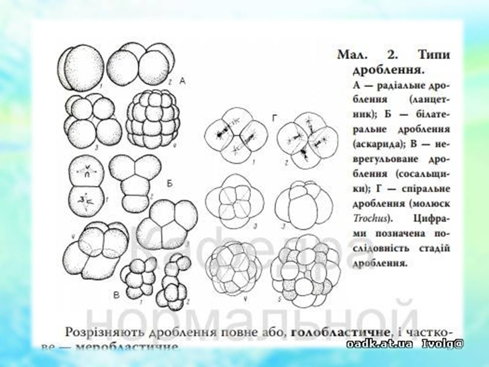 Презентація на тему «Еволюційне вчення» - Слайд #18