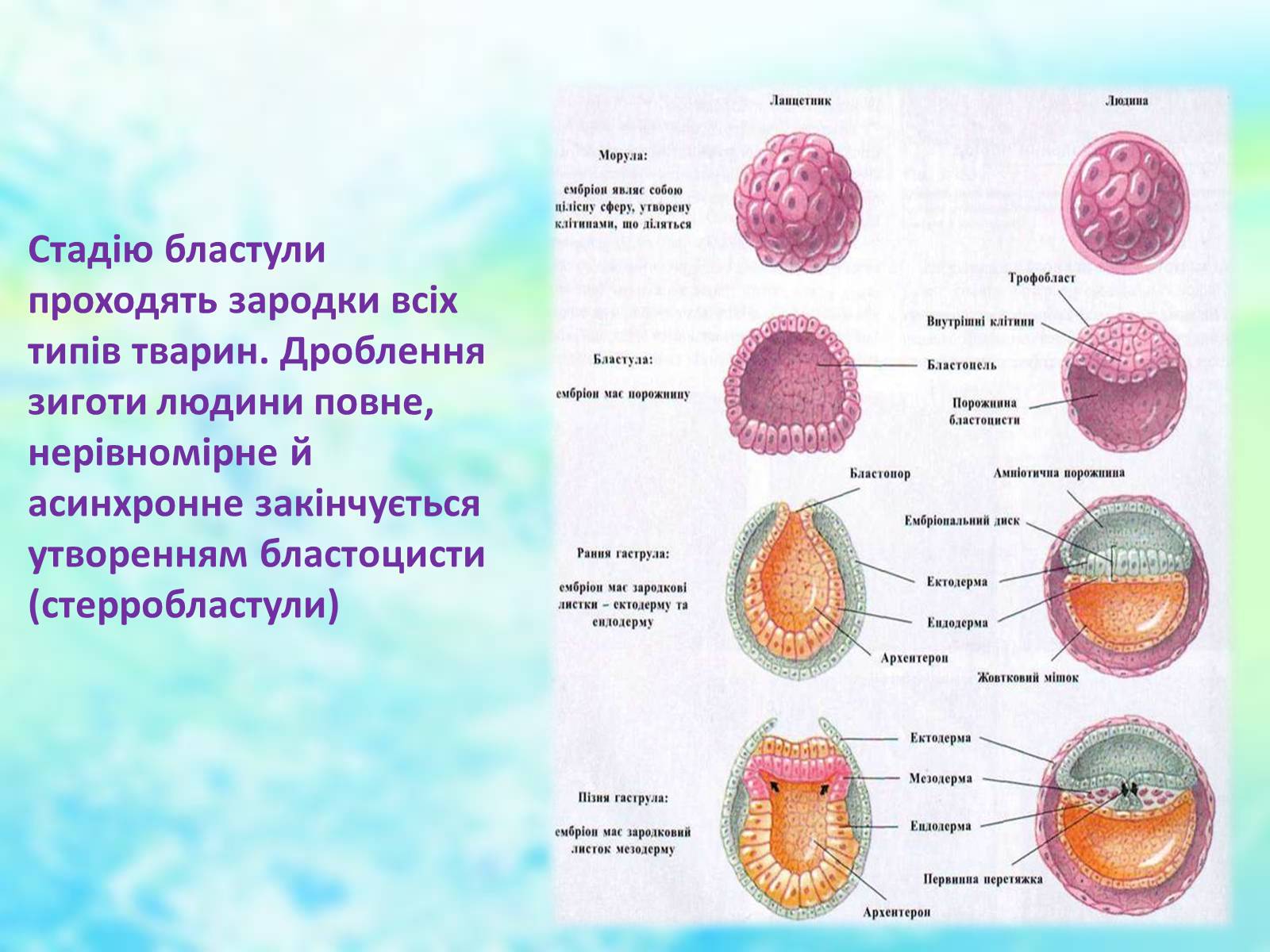 Презентація на тему «Еволюційне вчення» - Слайд #21