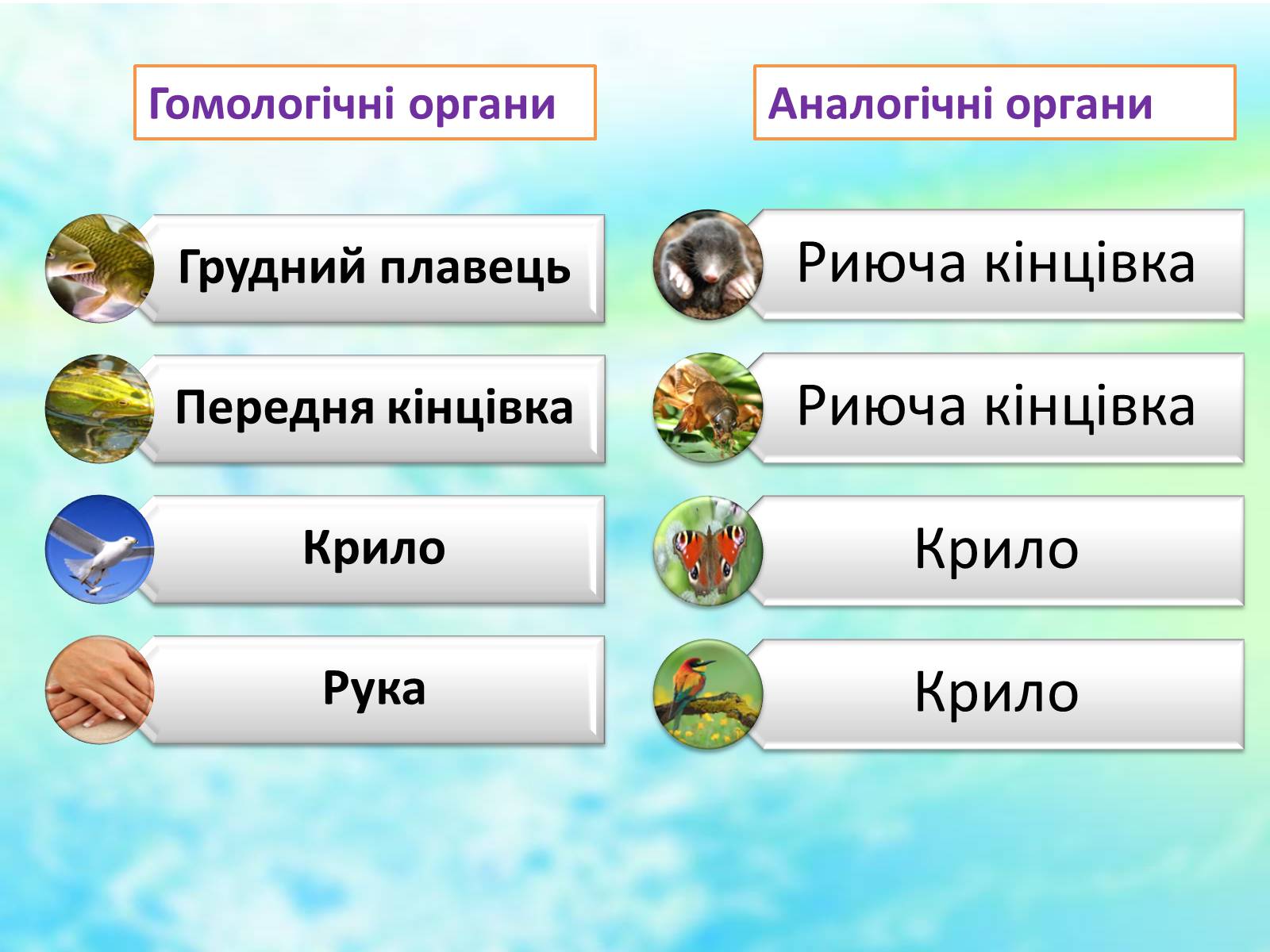 Презентація на тему «Еволюційне вчення» - Слайд #6