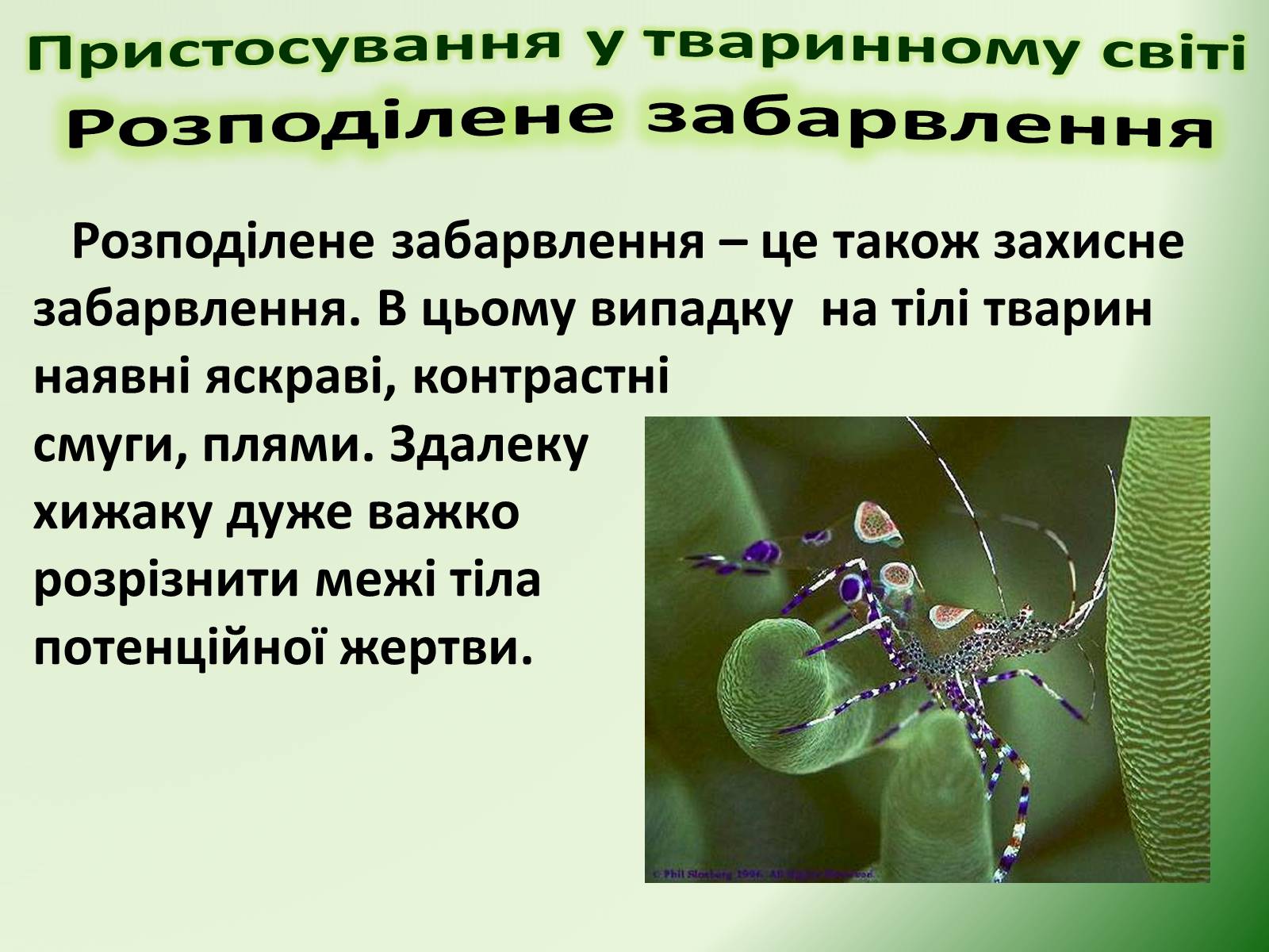 Презентація на тему «Пристосування у тваринному світі та їх відносний характер» - Слайд #14