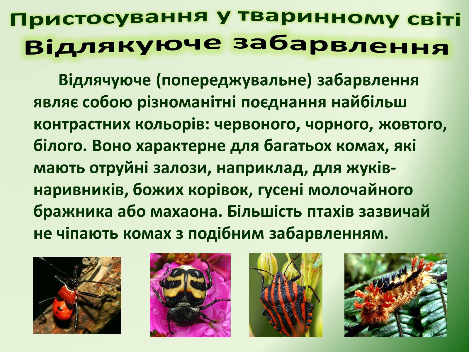 Презентація на тему «Пристосування у тваринному світі та їх відносний характер» - Слайд #22