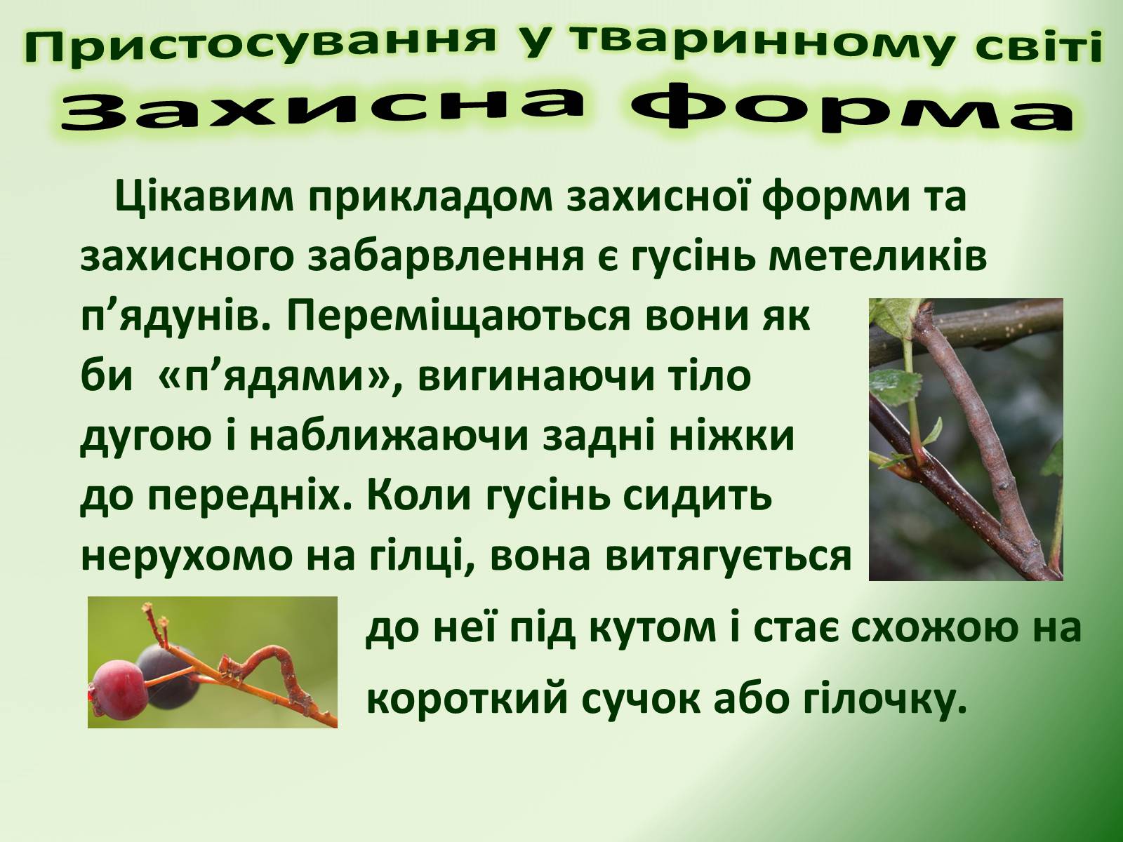 Презентація на тему «Пристосування у тваринному світі та їх відносний характер» - Слайд #34