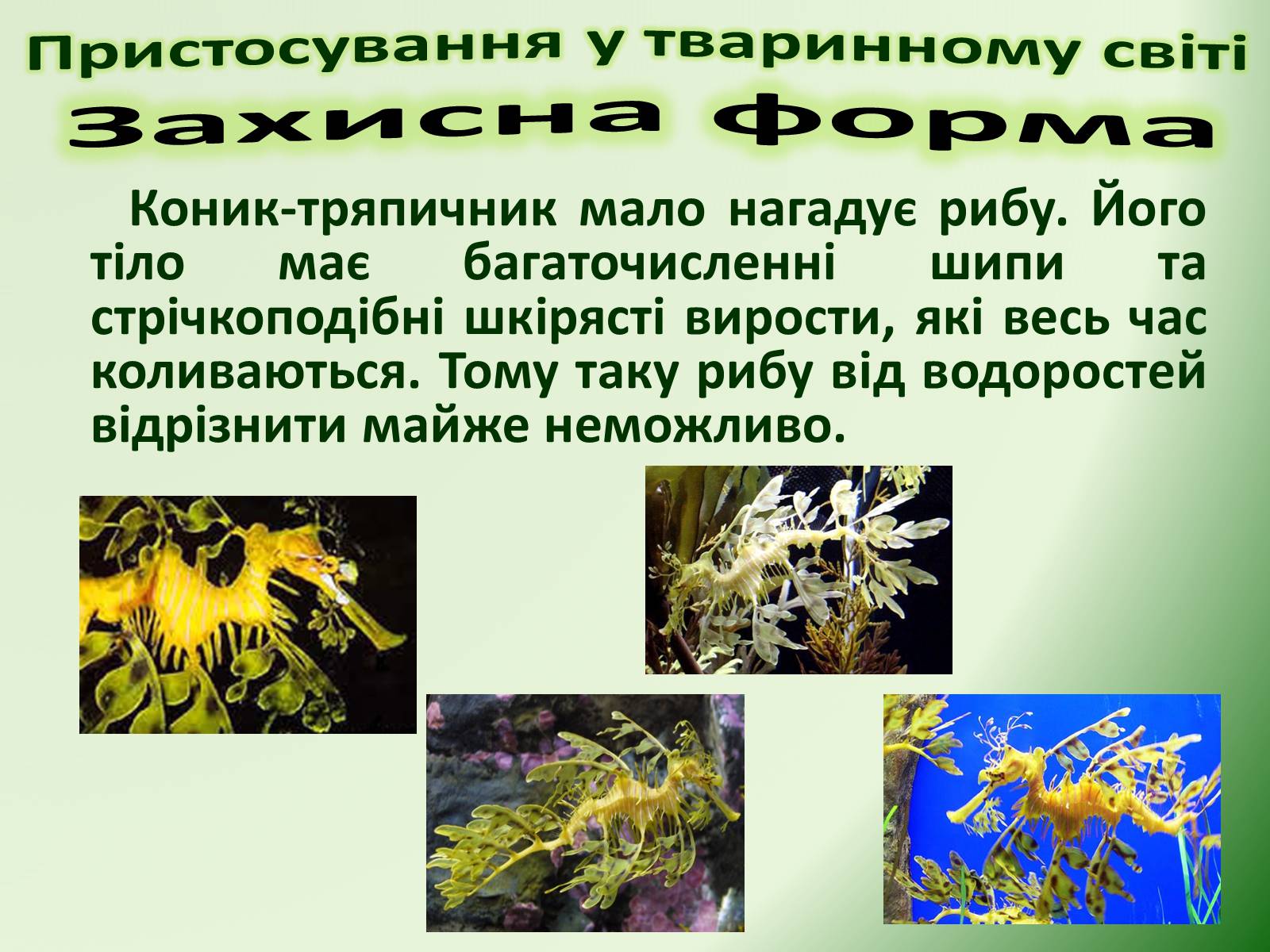 Презентація на тему «Пристосування у тваринному світі та їх відносний характер» - Слайд #38