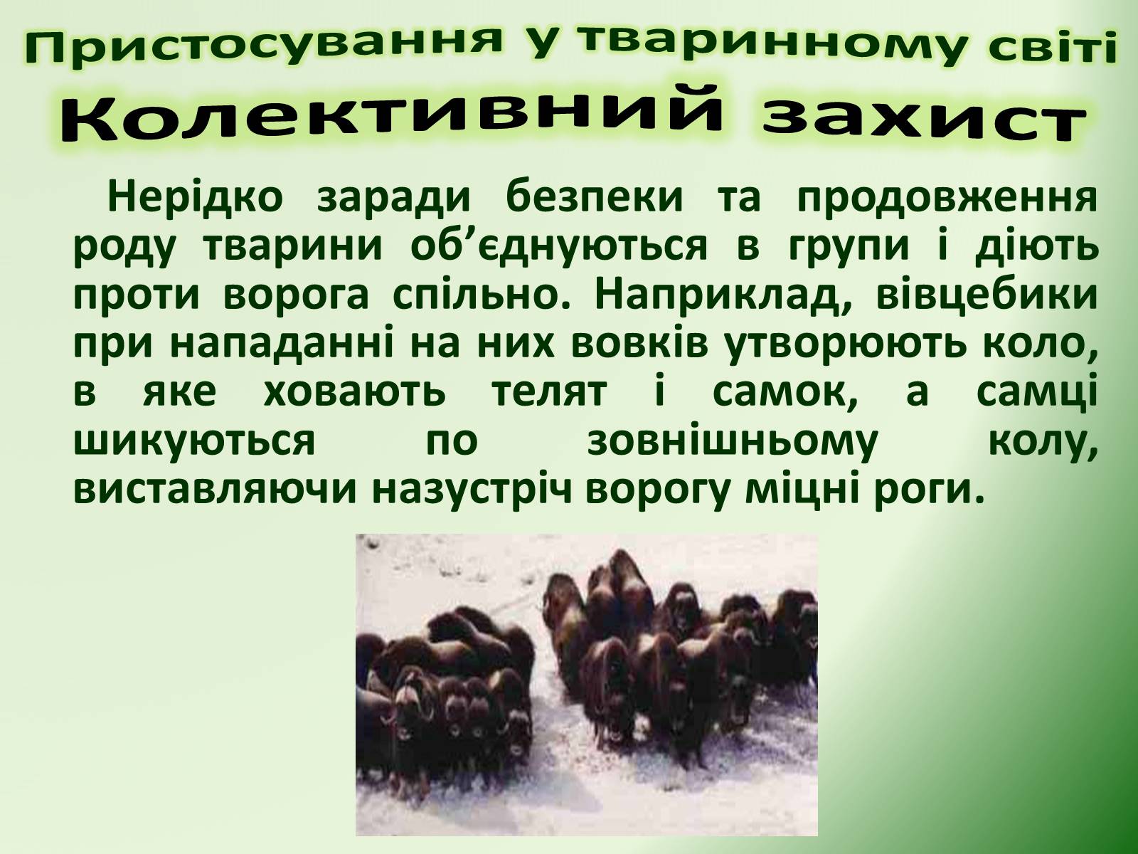 Презентація на тему «Пристосування у тваринному світі та їх відносний характер» - Слайд #59