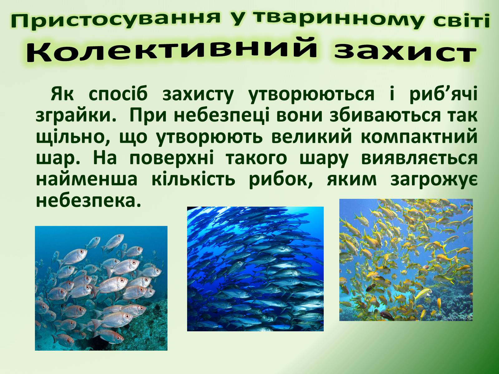 Презентація на тему «Пристосування у тваринному світі та їх відносний характер» - Слайд #61