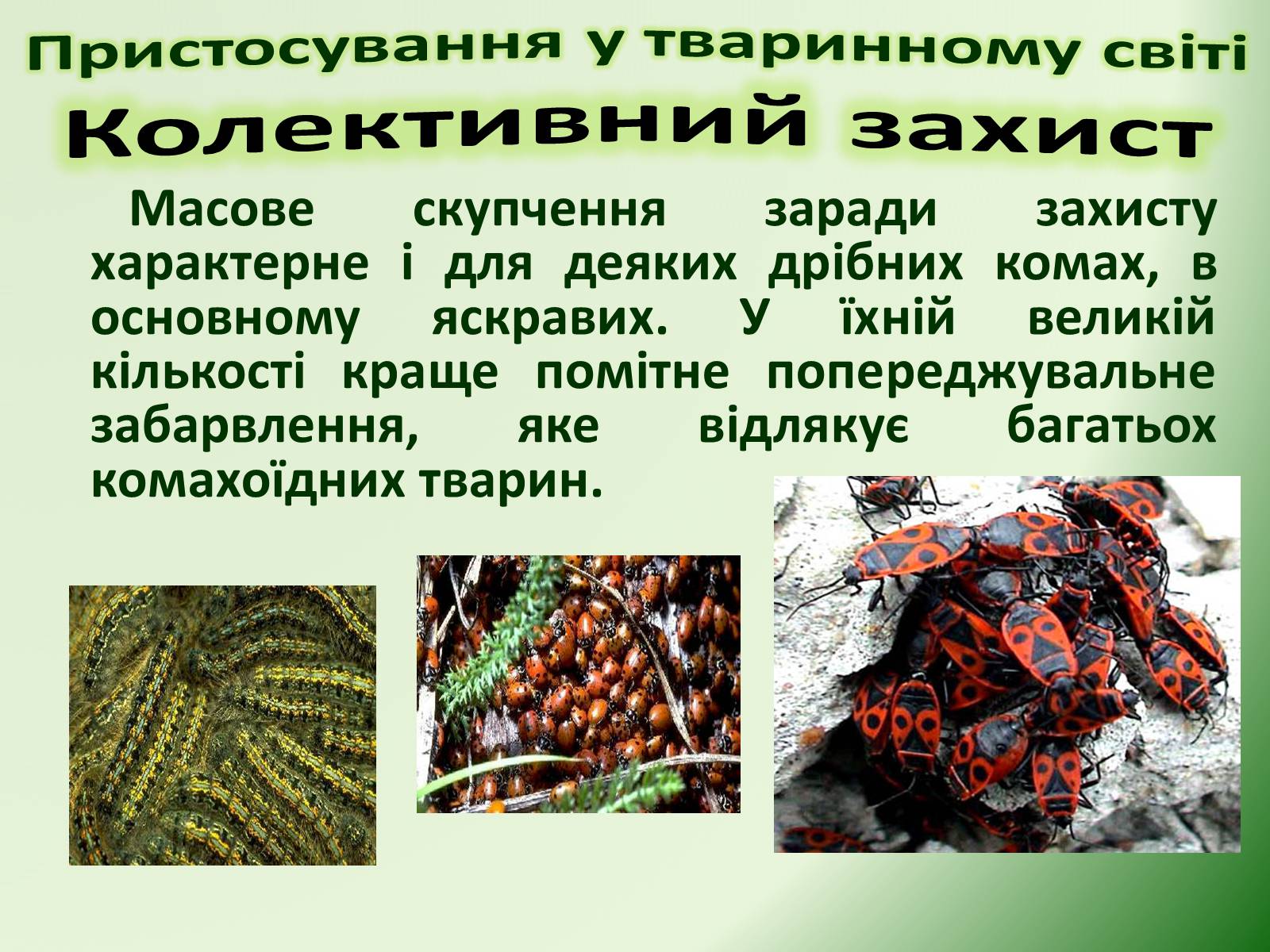 Презентація на тему «Пристосування у тваринному світі та їх відносний характер» - Слайд #64