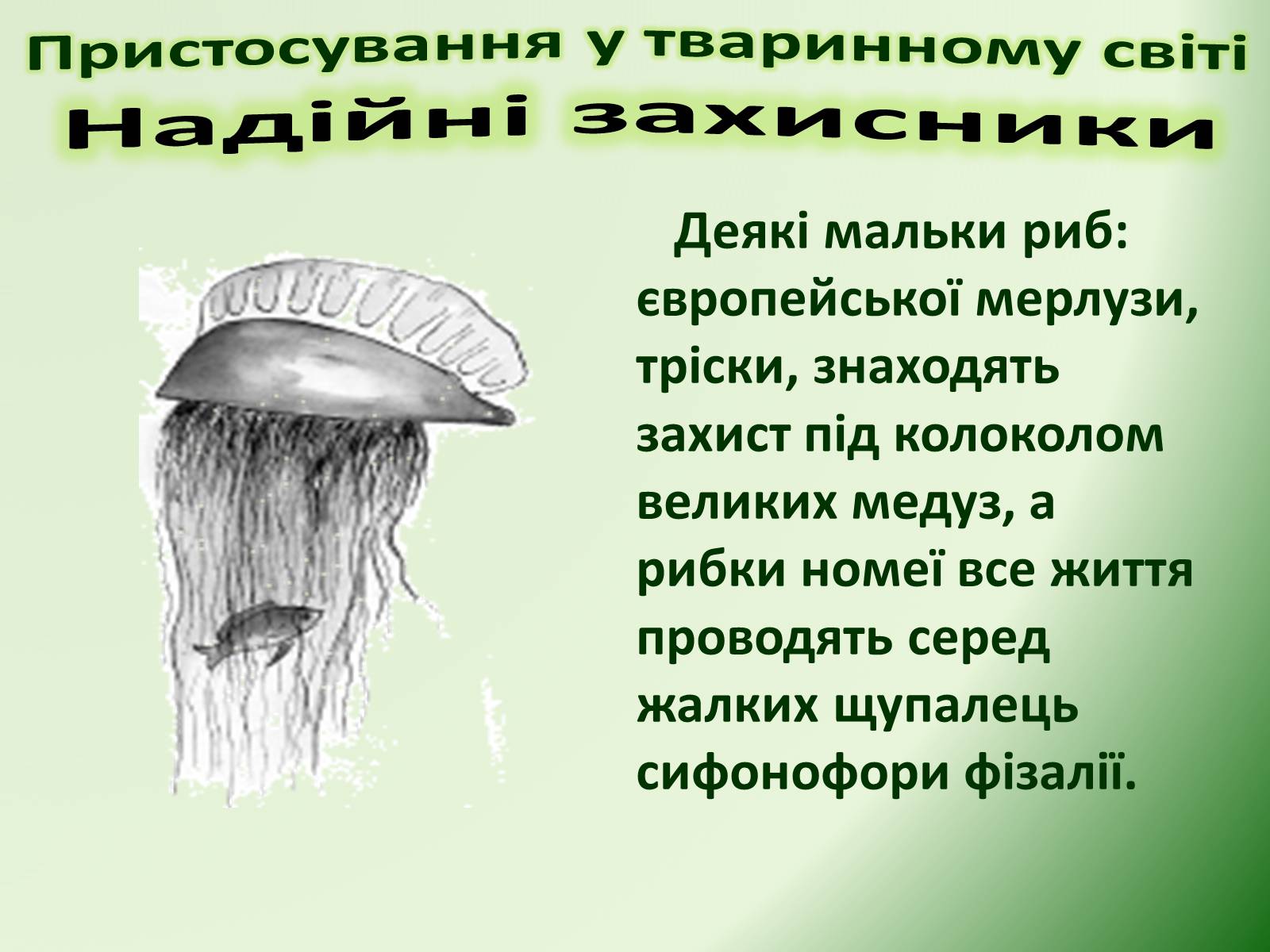 Презентація на тему «Пристосування у тваринному світі та їх відносний характер» - Слайд #67