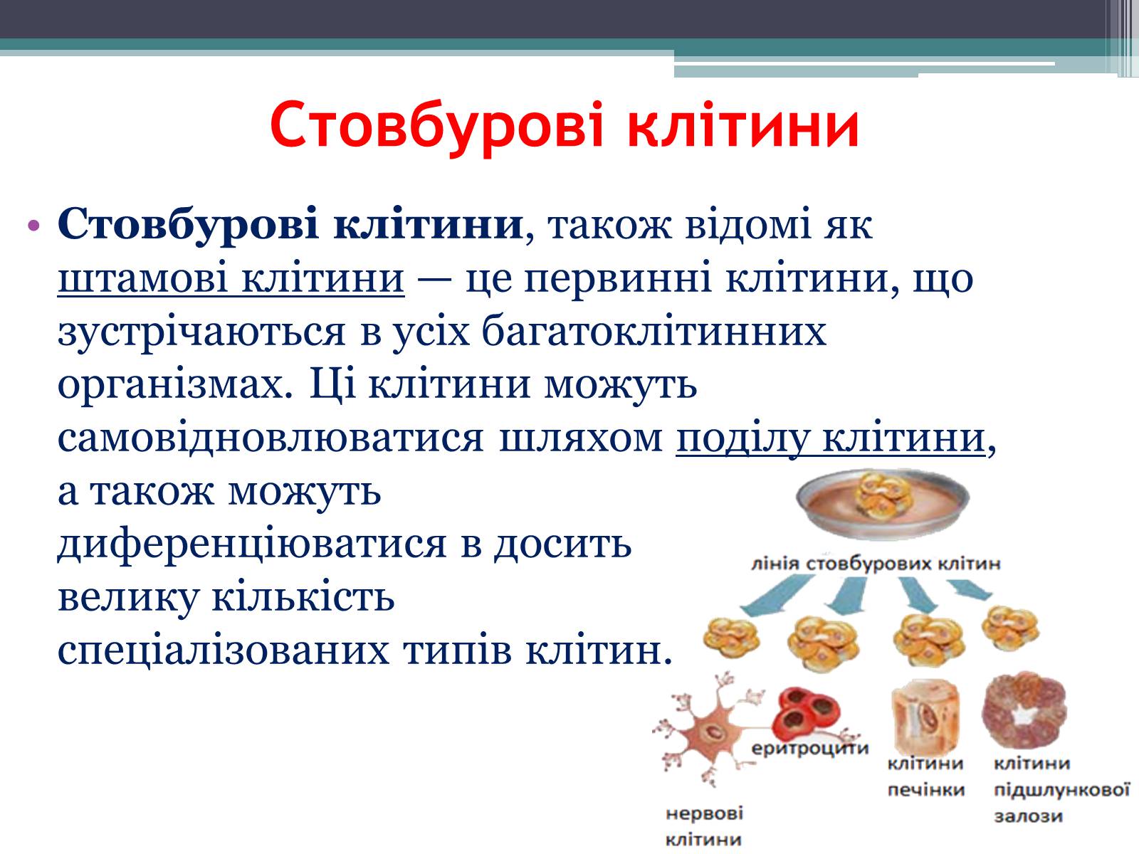 Презентація на тему «Основні напрямки сучасної біотехнології» (варіант 3) - Слайд #12