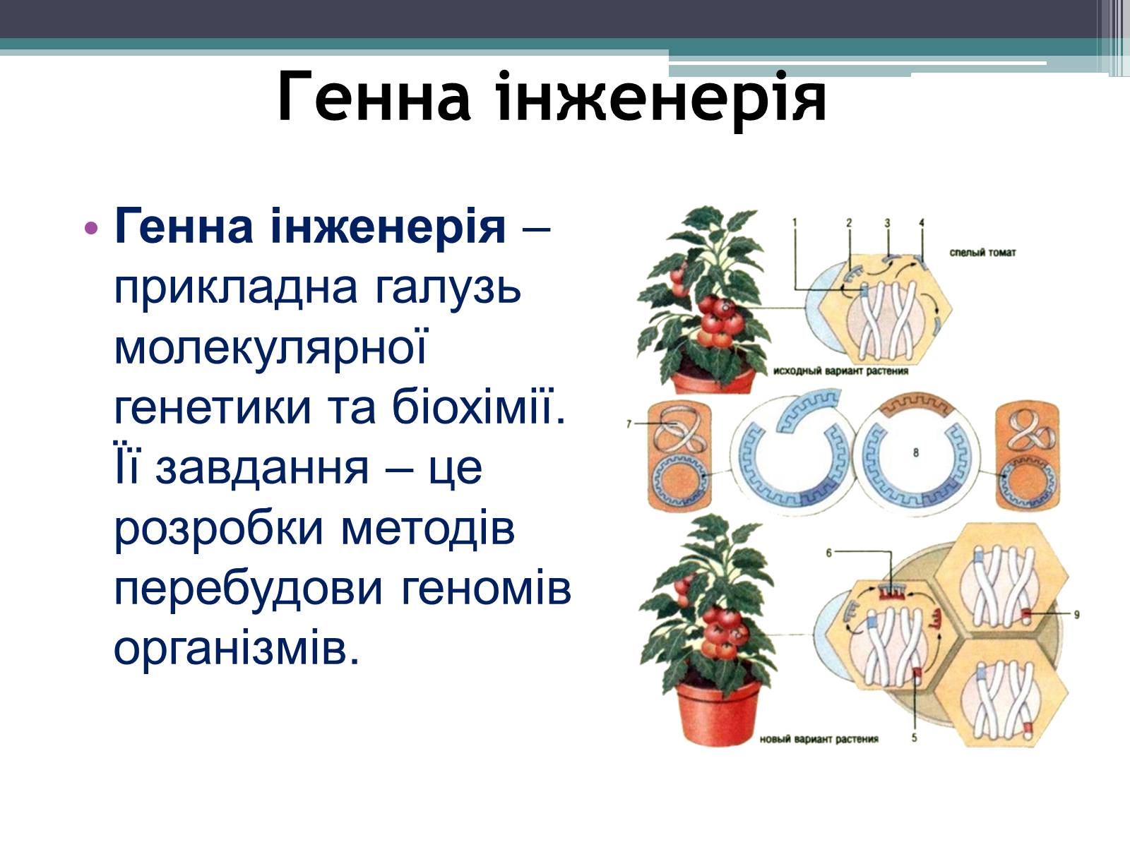 Презентація на тему «Основні напрямки сучасної біотехнології» (варіант 3) - Слайд #6