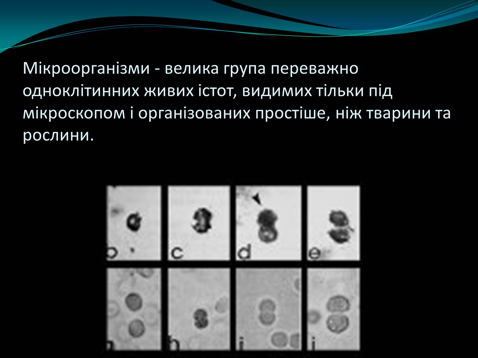 Презентація на тему «Мікроорганізми» - Слайд #1