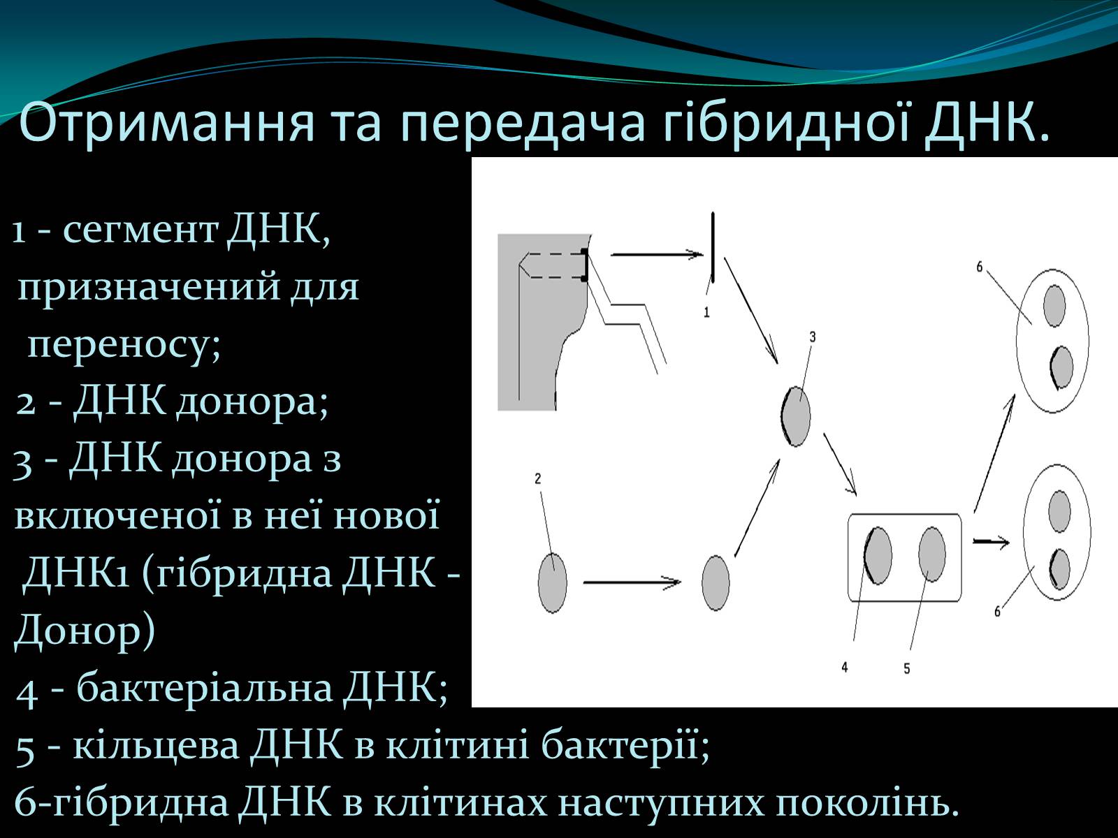 Презентація на тему «Мікроорганізми» - Слайд #8